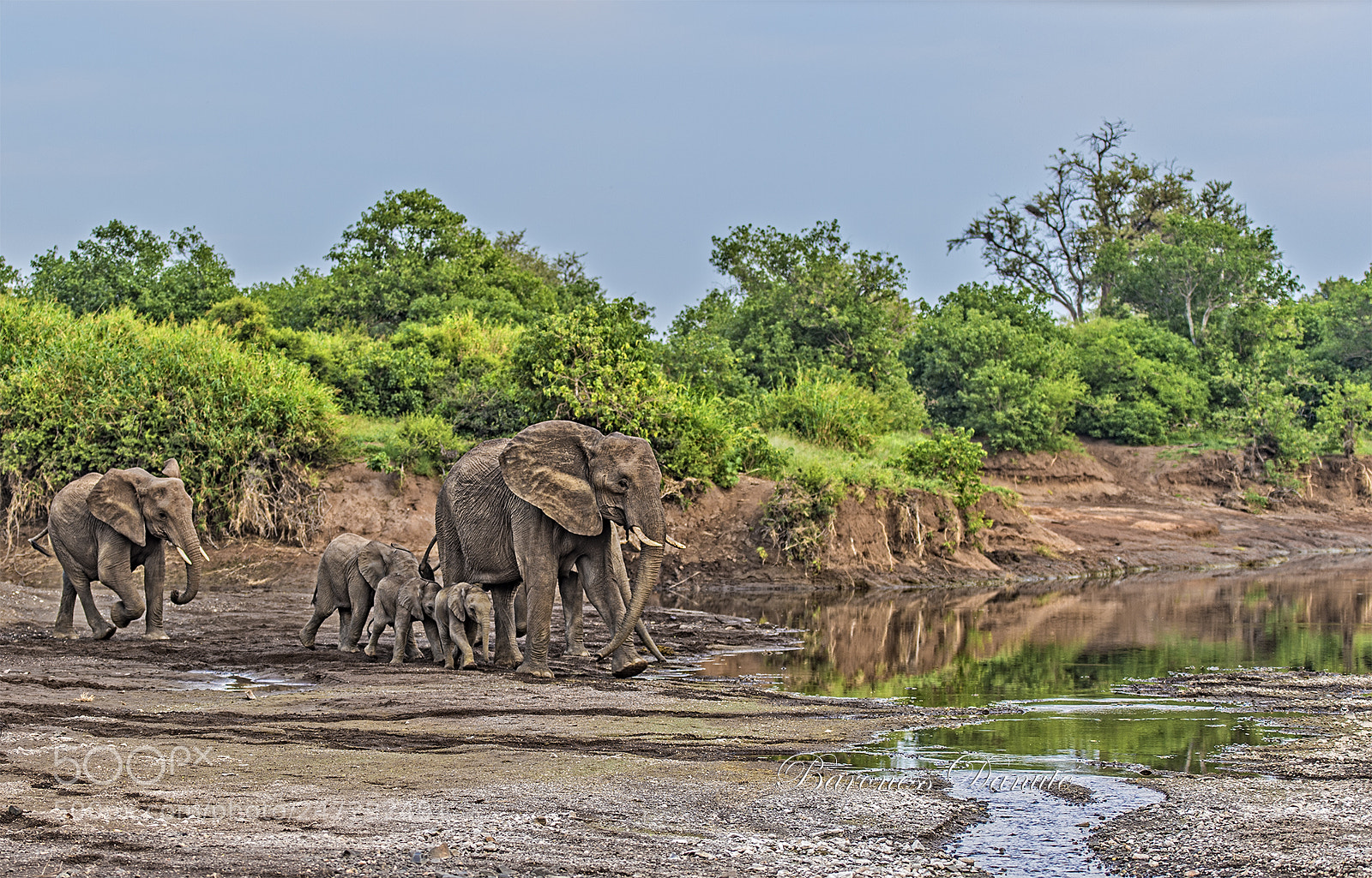 Nikon D4S sample photo. Mashatu elephants photography