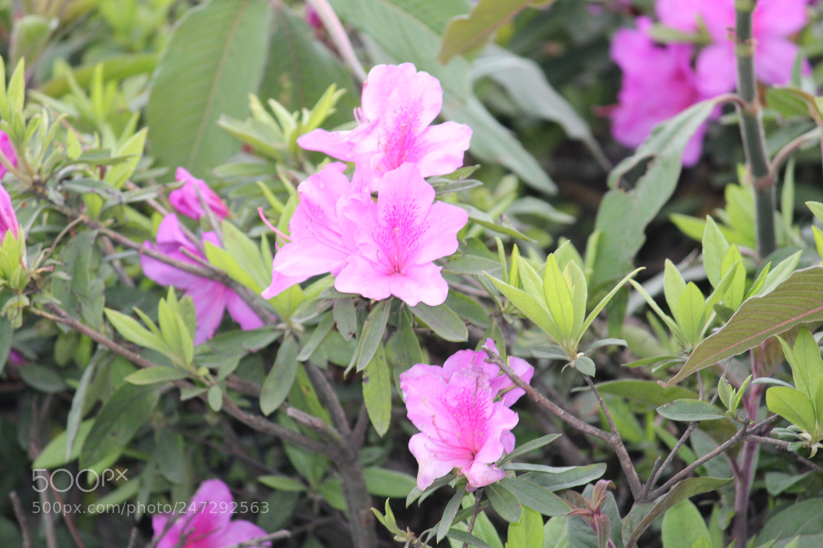 Canon EF-S 55-250mm F4-5.6 IS II sample photo. Untitled photography