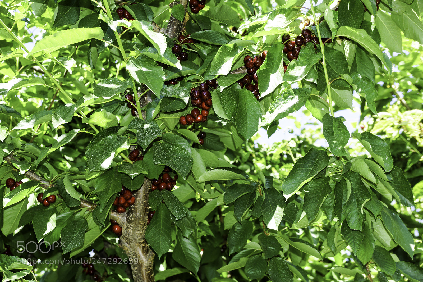 Sony SLT-A77 sample photo. Bing cherries photography