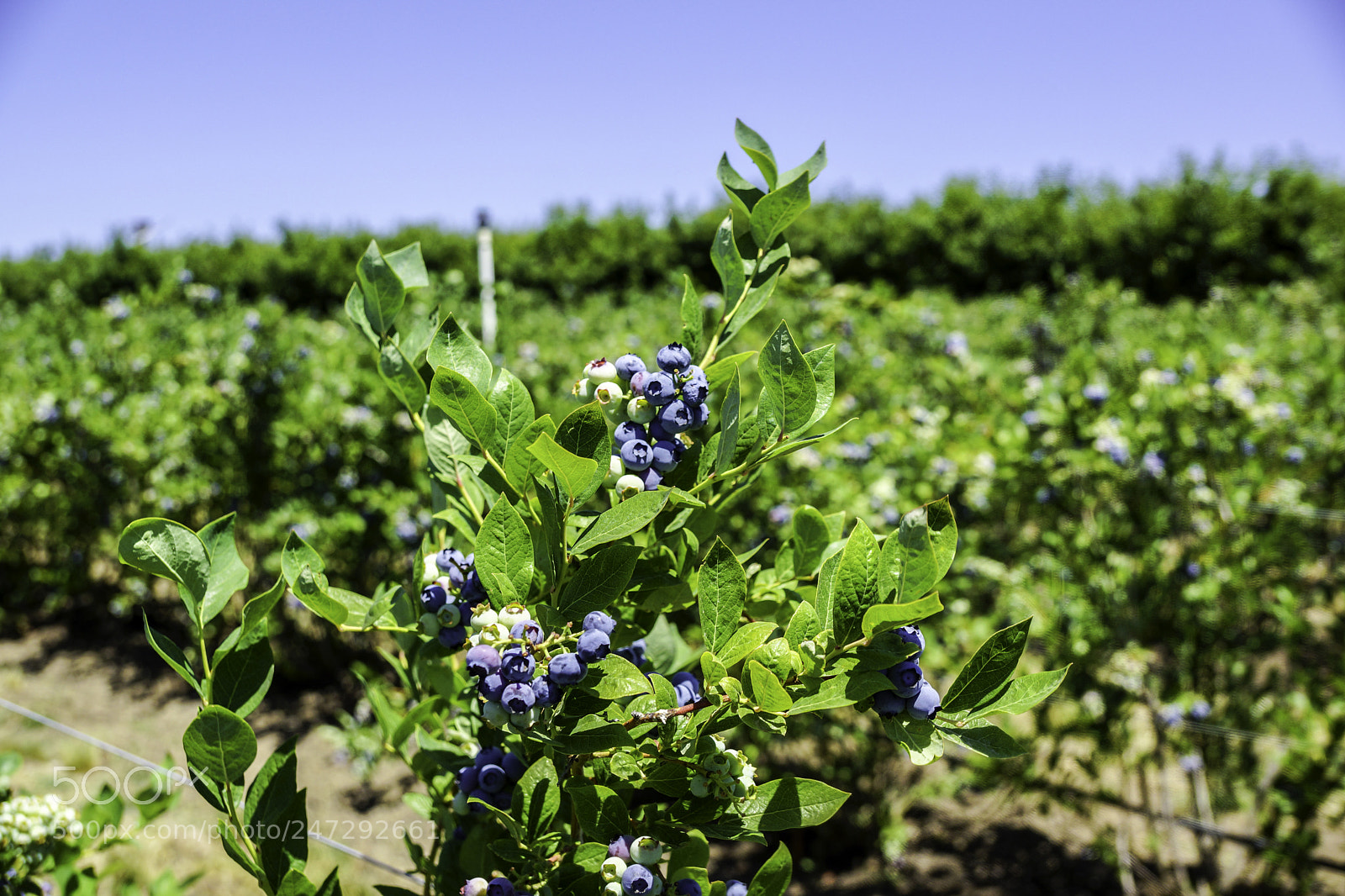 Sony SLT-A77 sample photo. Blueberries photography