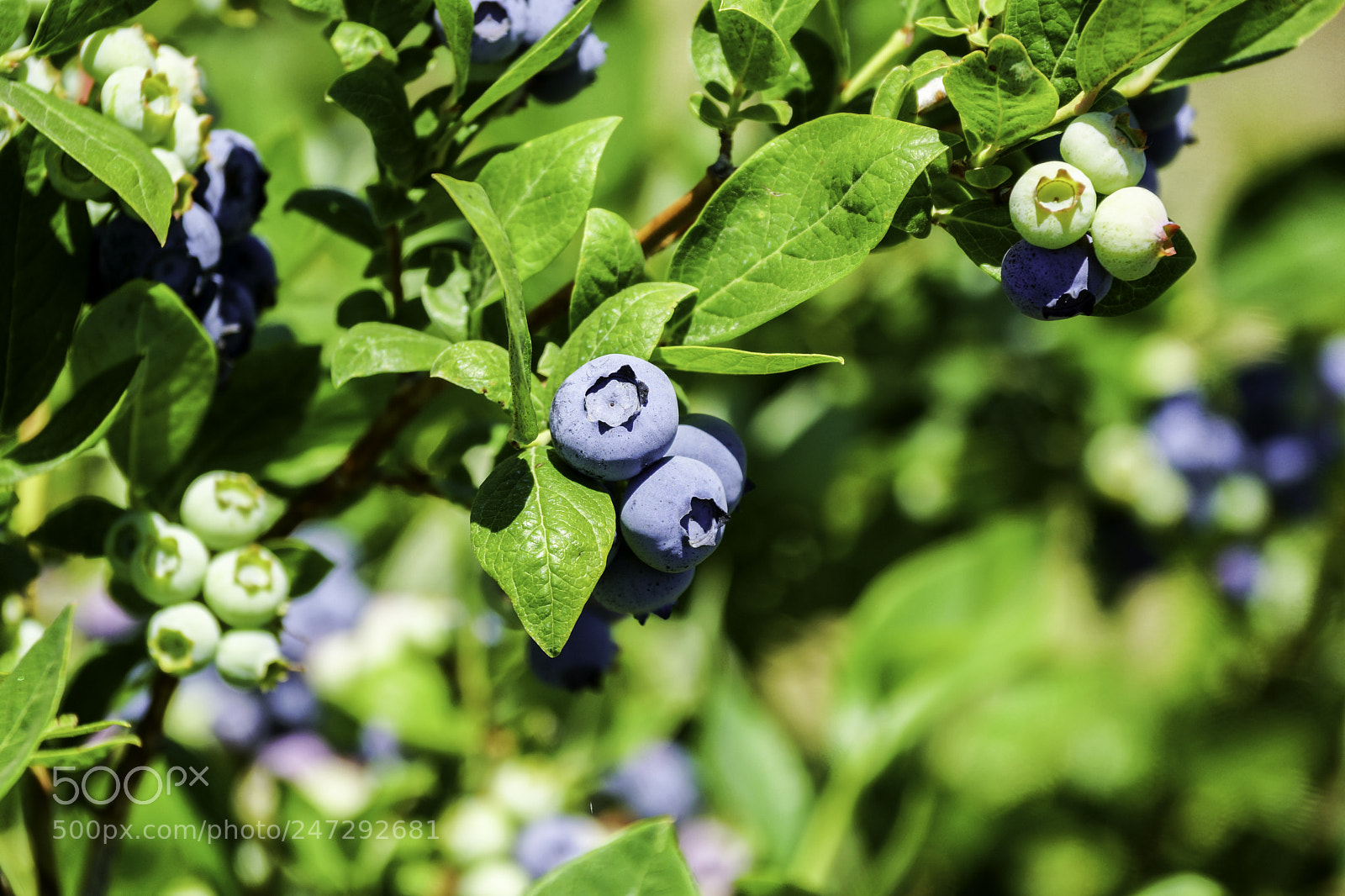 Sony SLT-A77 sample photo. Blueberries photography