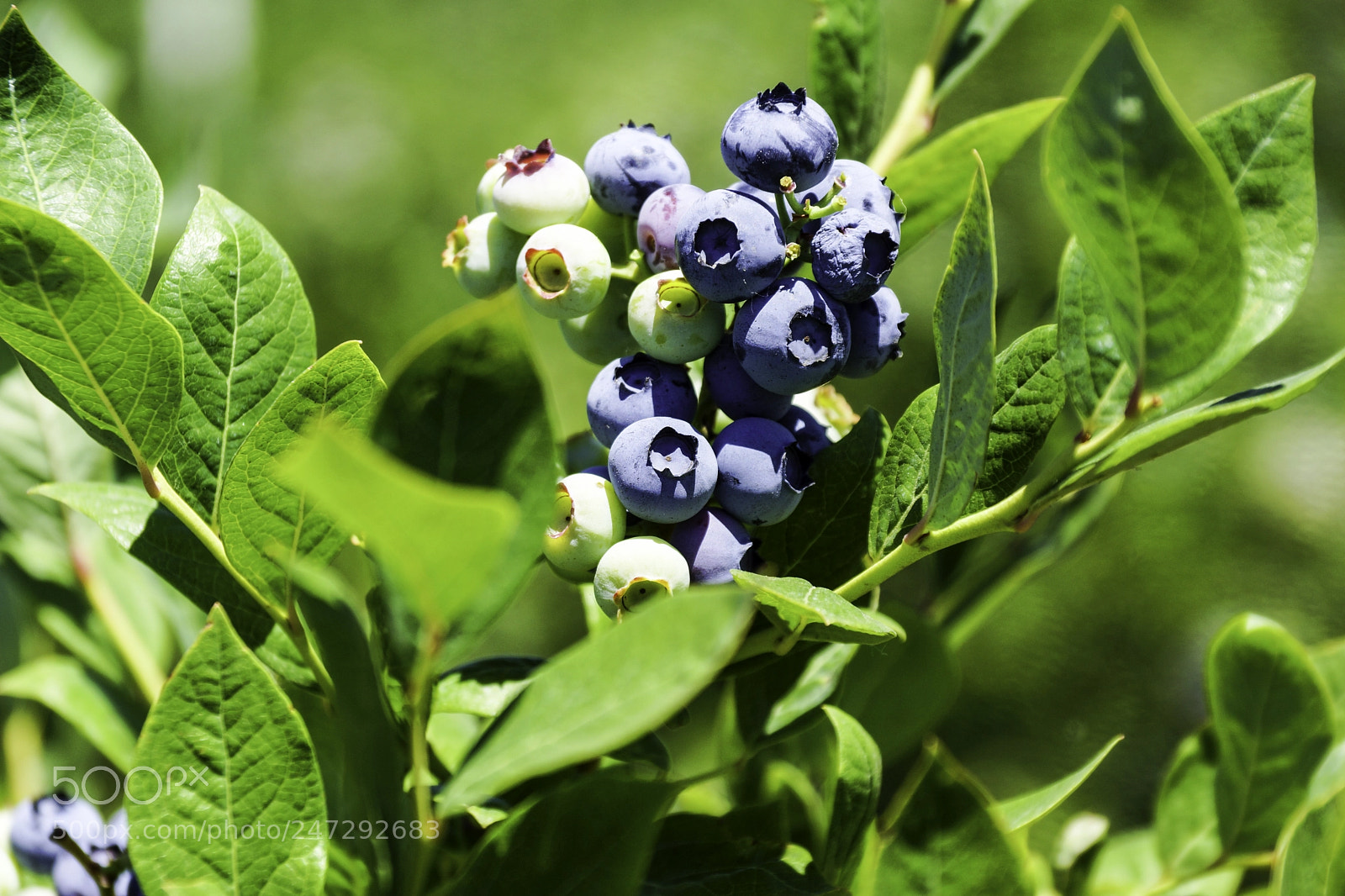 Sony SLT-A77 sample photo. Blueberries photography