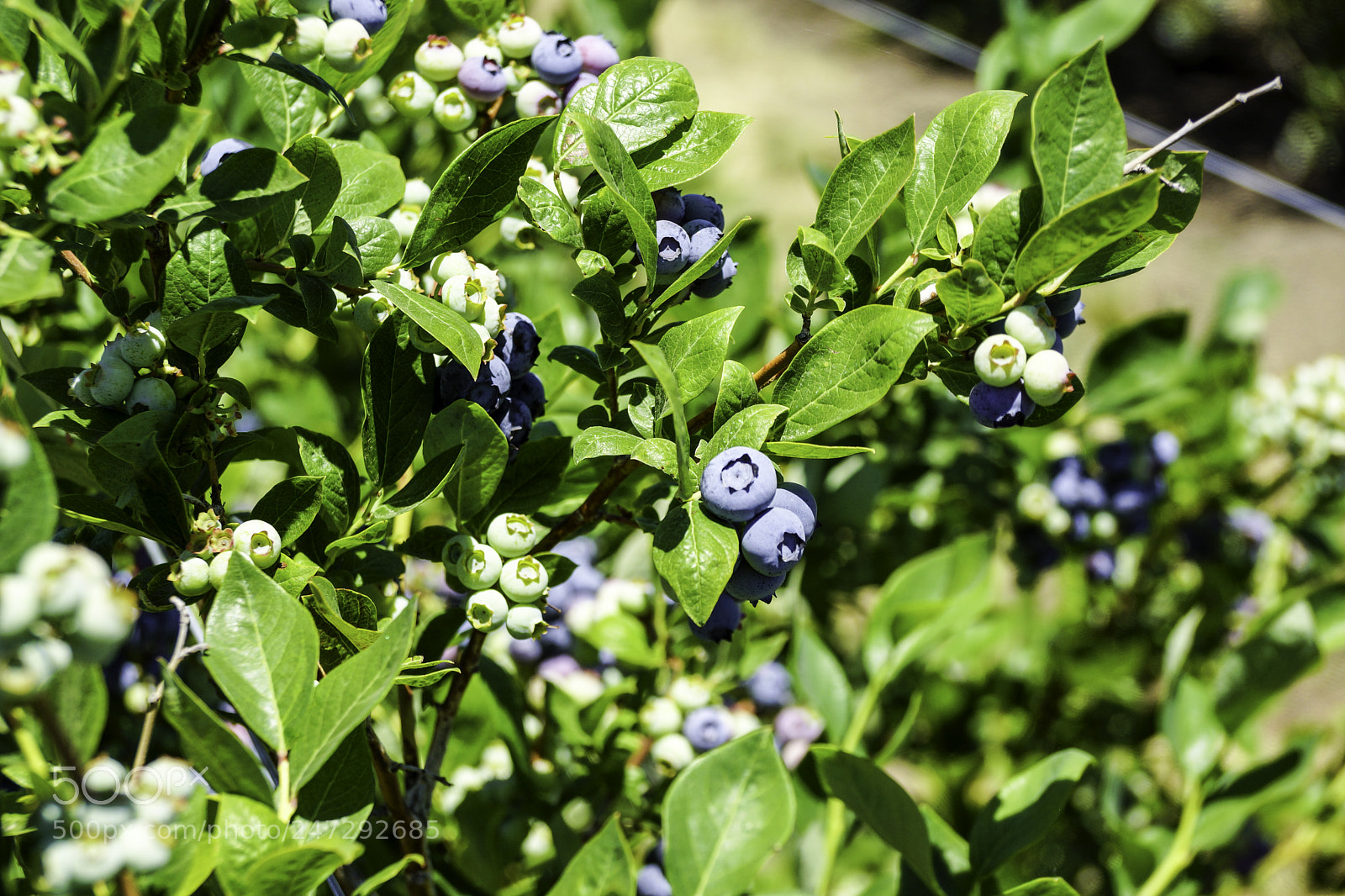 Sony SLT-A77 sample photo. Blueberries photography