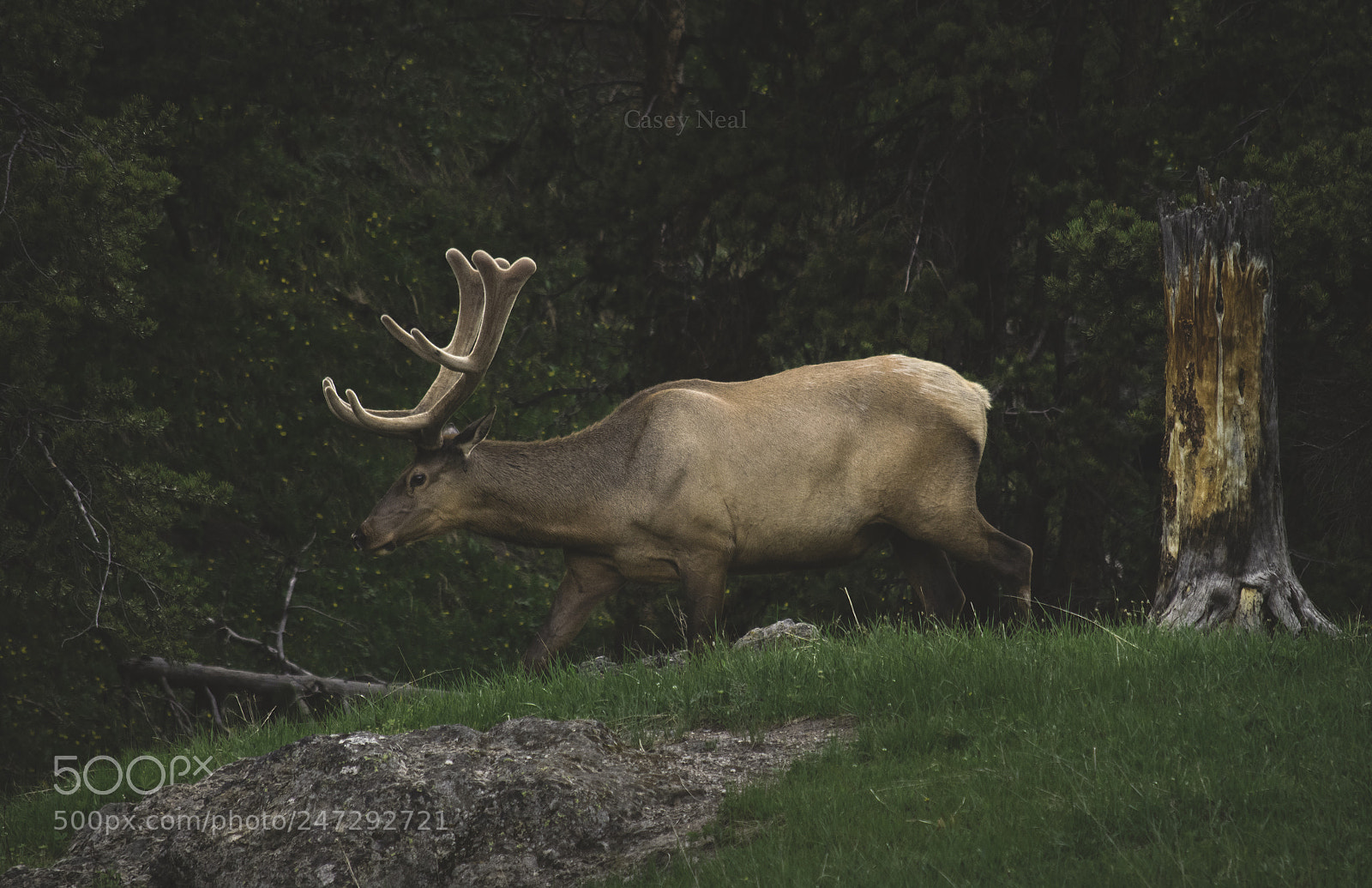 Nikon D5100 sample photo. The bull photography