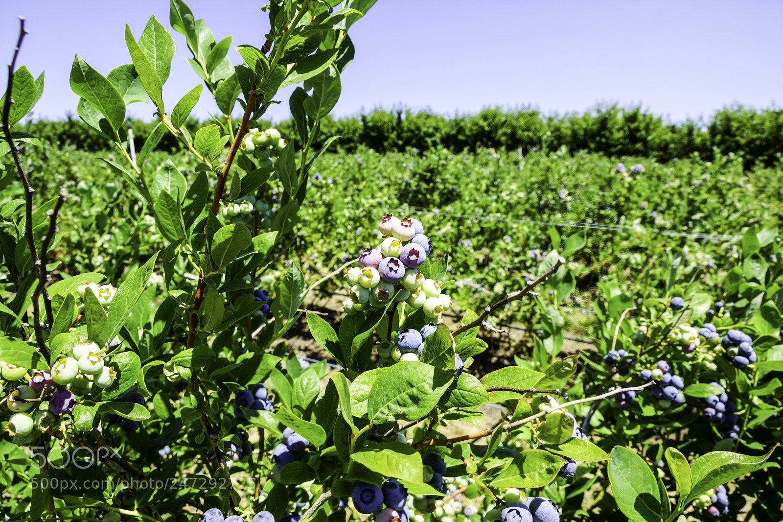Sony SLT-A77 sample photo. Blueberries photography