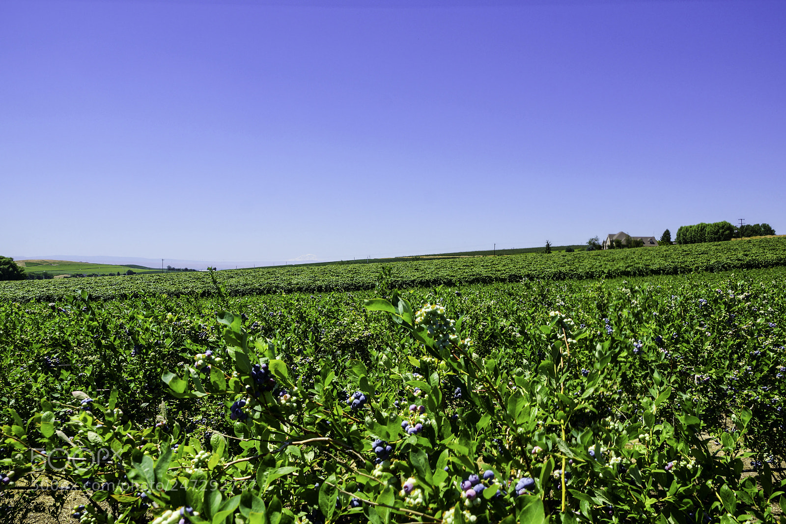 Sony SLT-A77 sample photo. Grape orchards photography