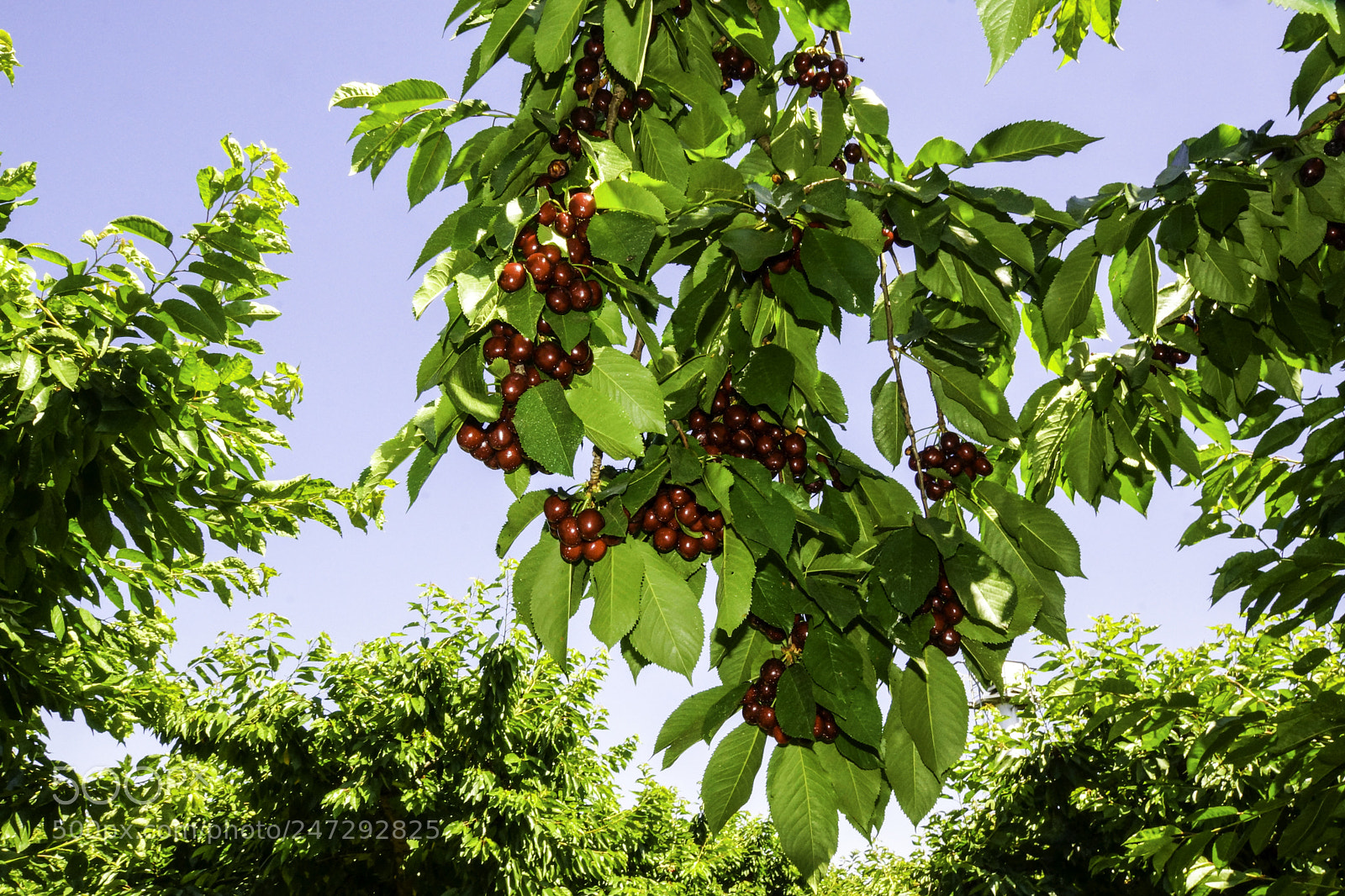 Sony SLT-A77 sample photo. Bing cherries photography