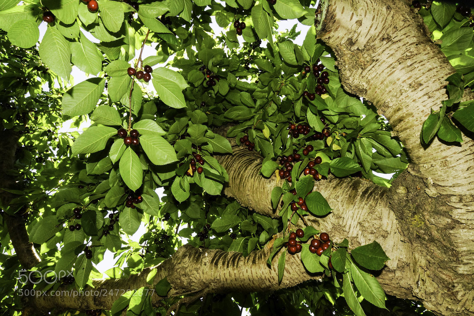 Sony SLT-A77 sample photo. Bing cherries photography