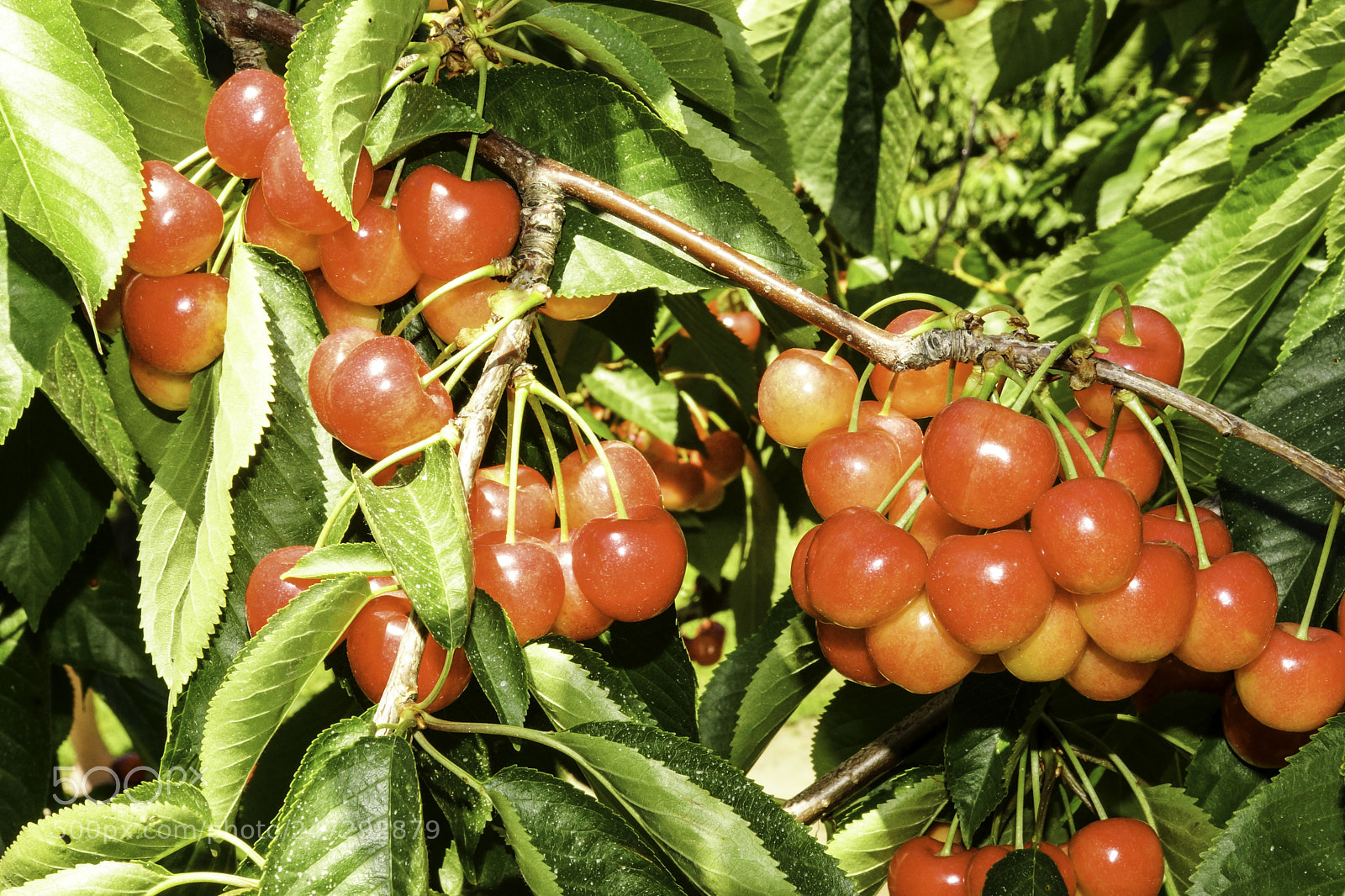 Sony SLT-A77 sample photo. Rainier cherries photography