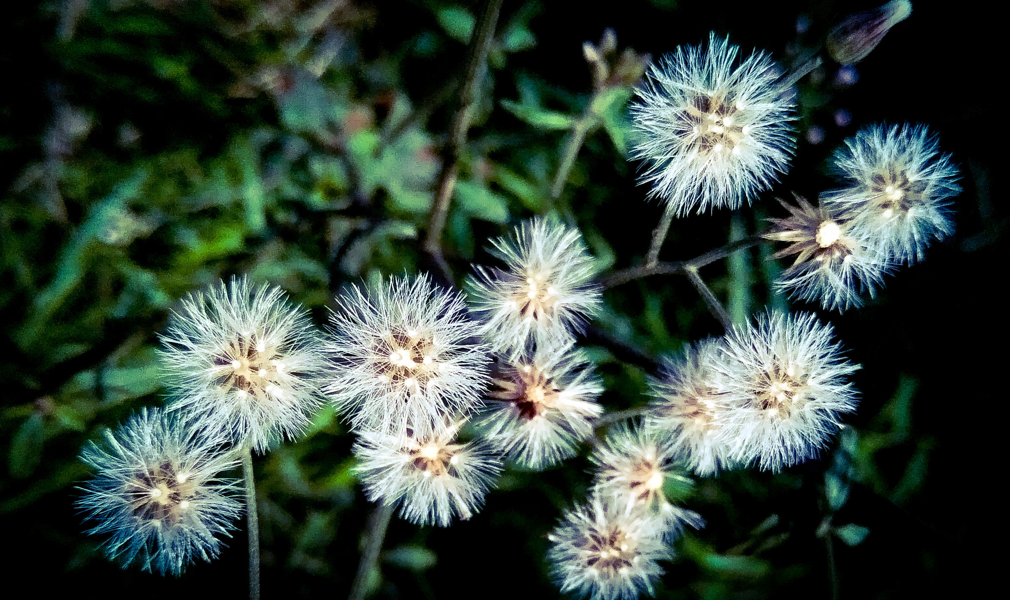OPPO CPH1701 sample photo. Flowers photography