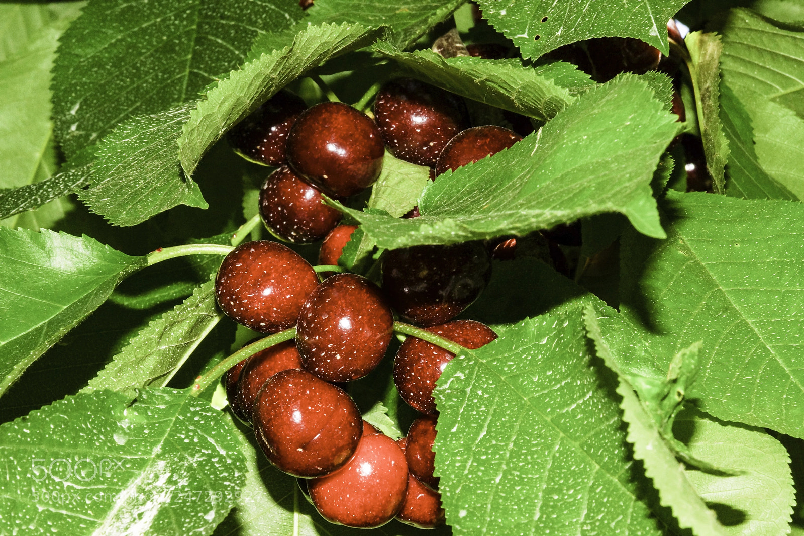 Sony SLT-A77 sample photo. Bing cherries photography