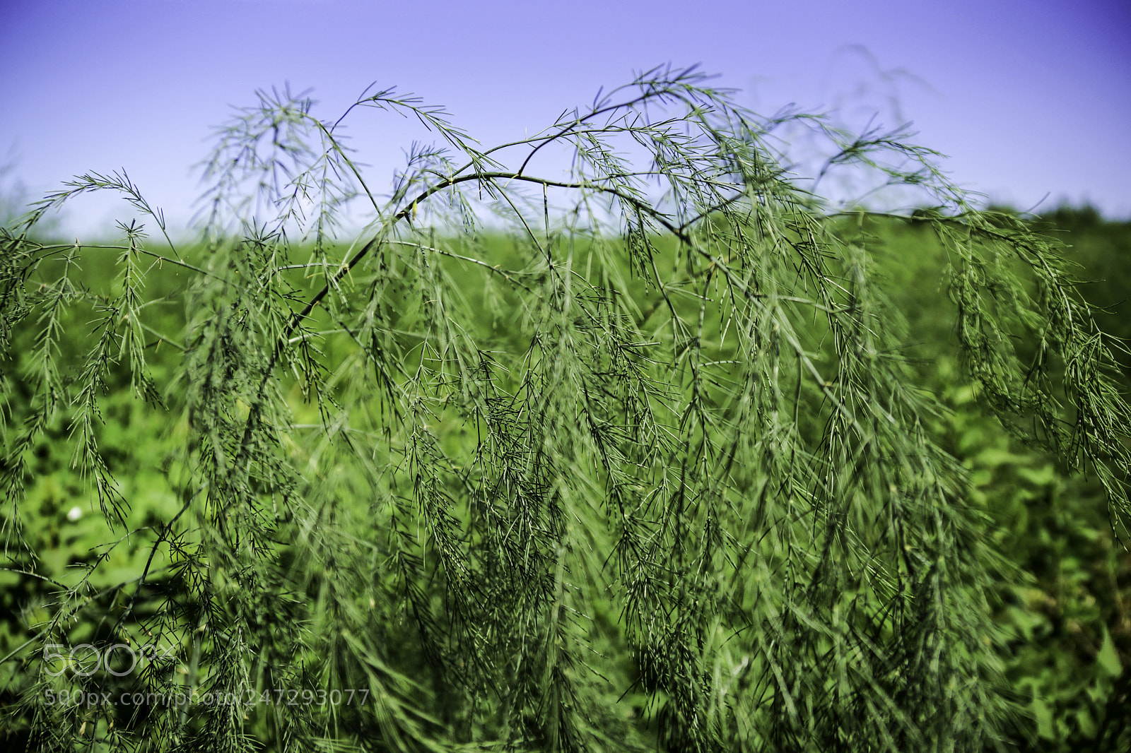 Sony SLT-A77 sample photo. Dill weeds photography