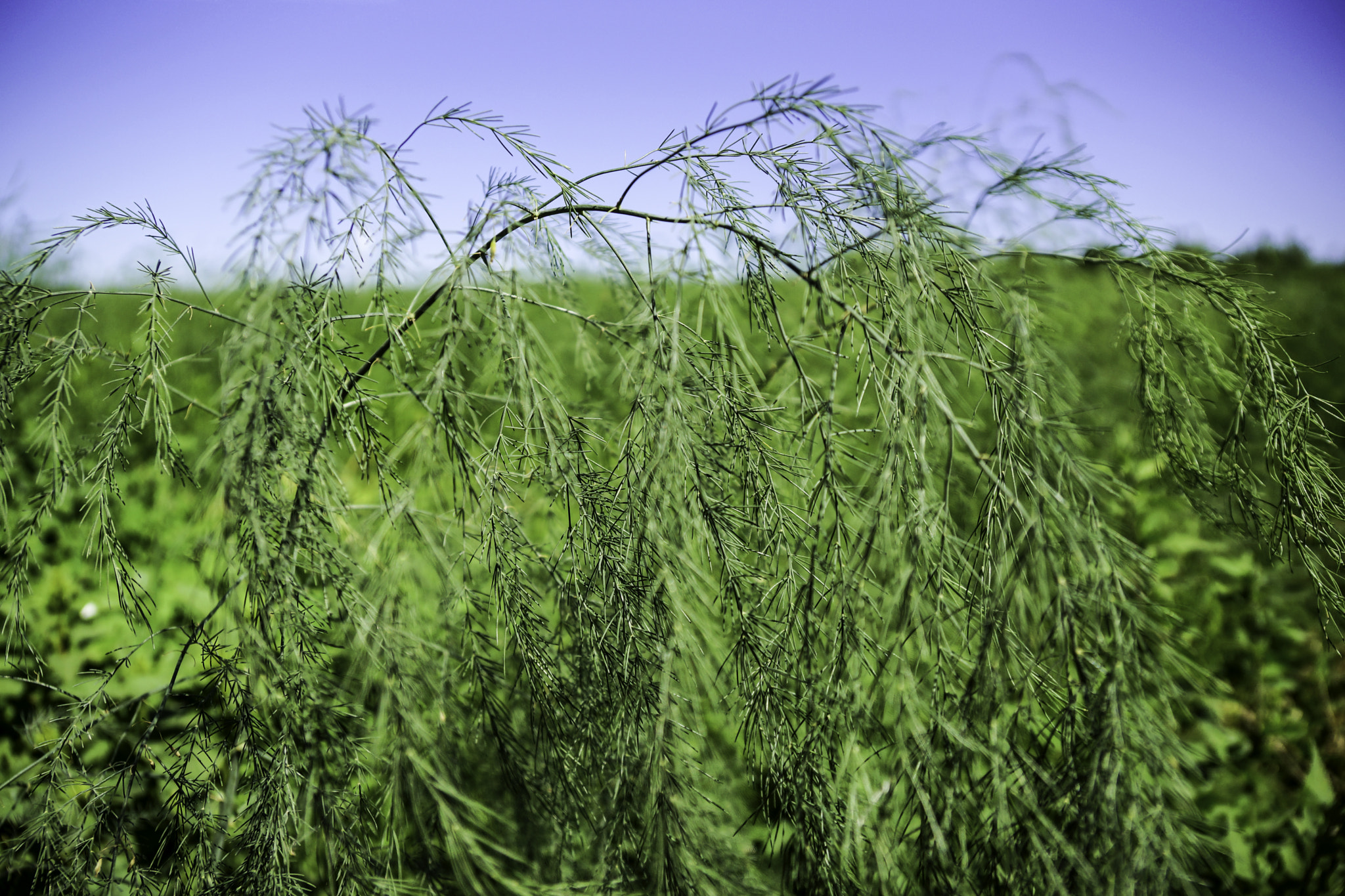 Dill weeds