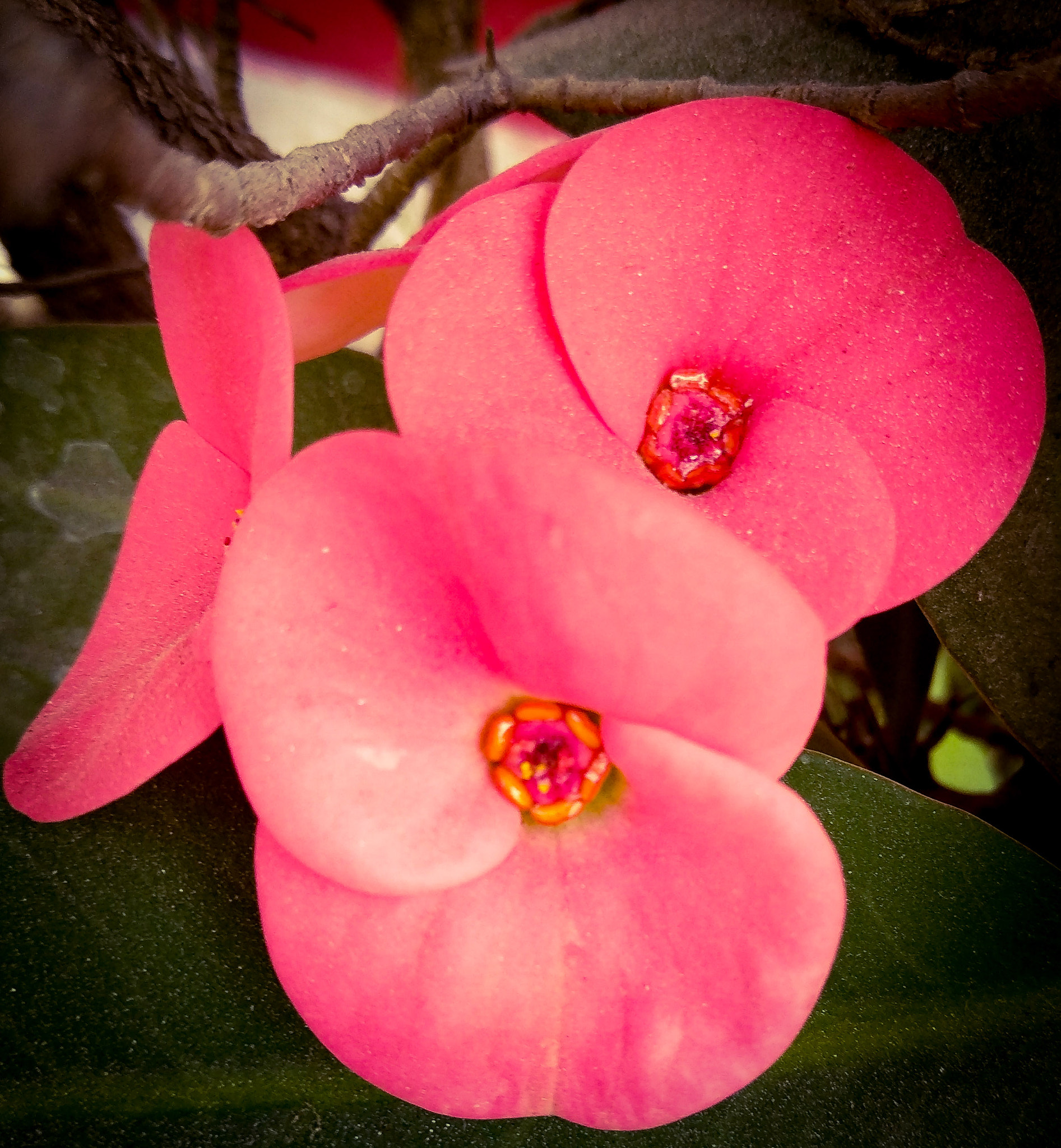 OPPO CPH1701 sample photo. Red flowers photography