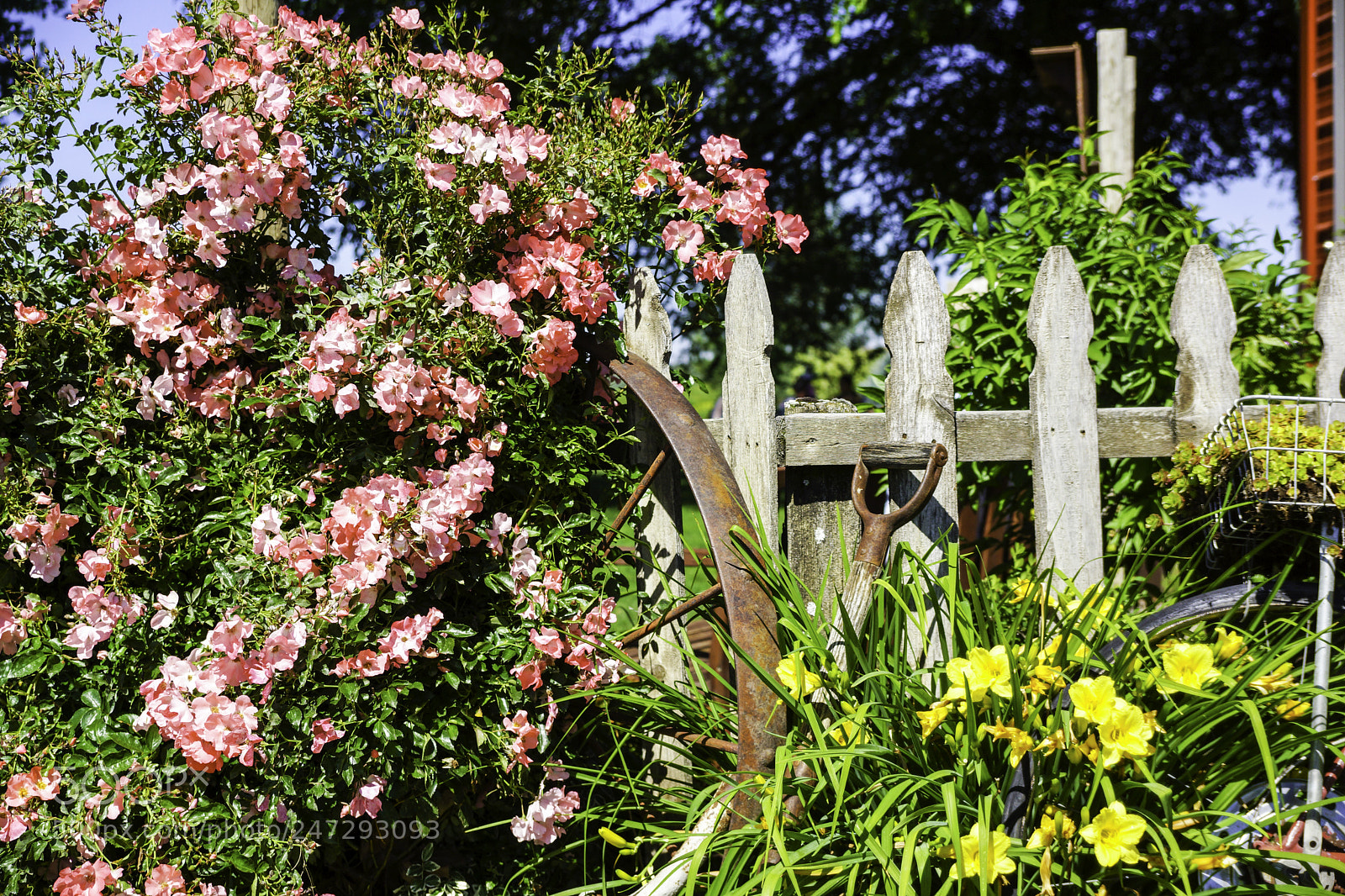 Sony SLT-A77 sample photo. Wild roses photography