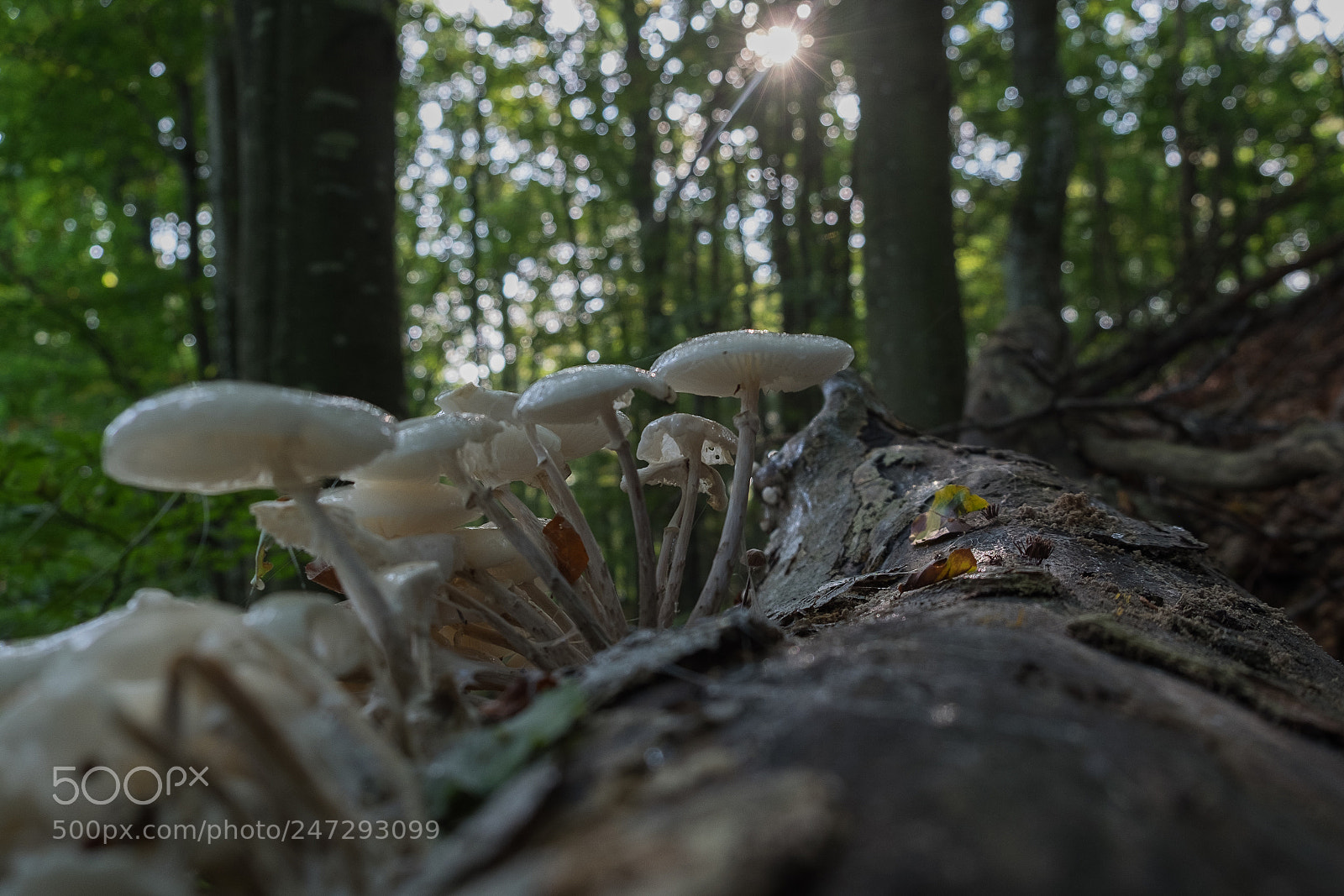 Fujifilm X-T1 sample photo. 36774078313.jpg photography