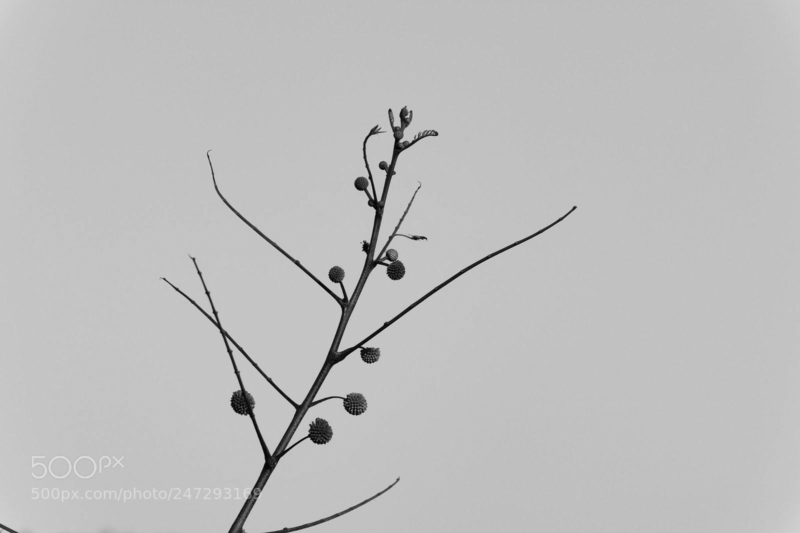 Nikon D7200 sample photo. Untitled photography