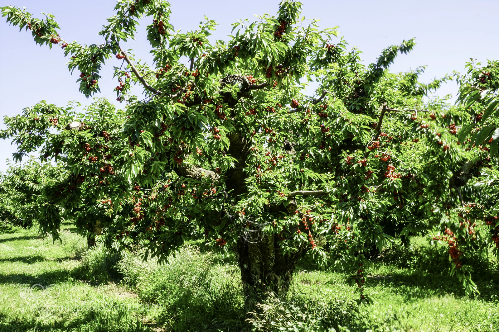 Sony SLT-A77 sample photo. Bing cherries photography