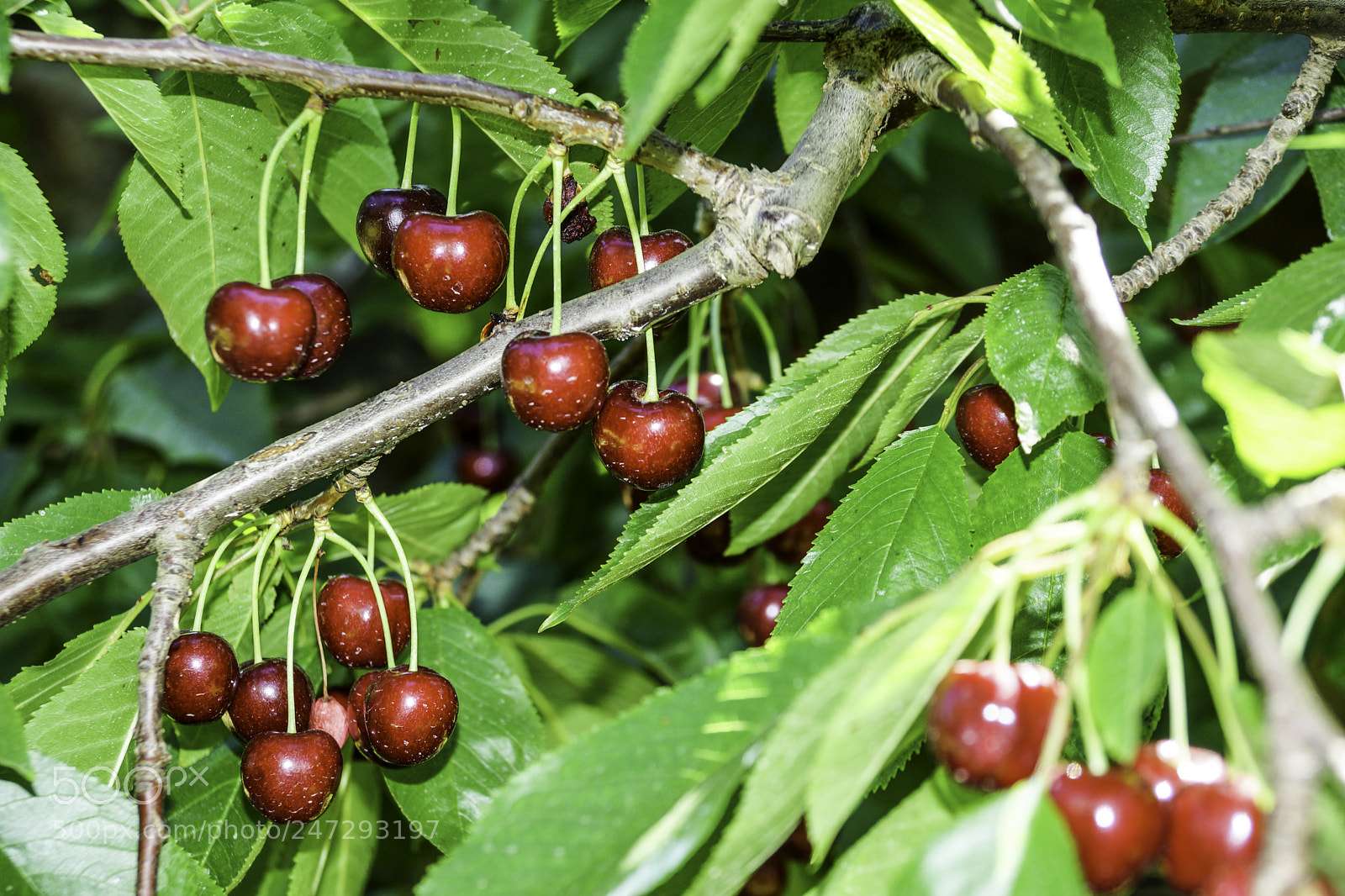 Sony SLT-A77 sample photo. Bing cherries photography
