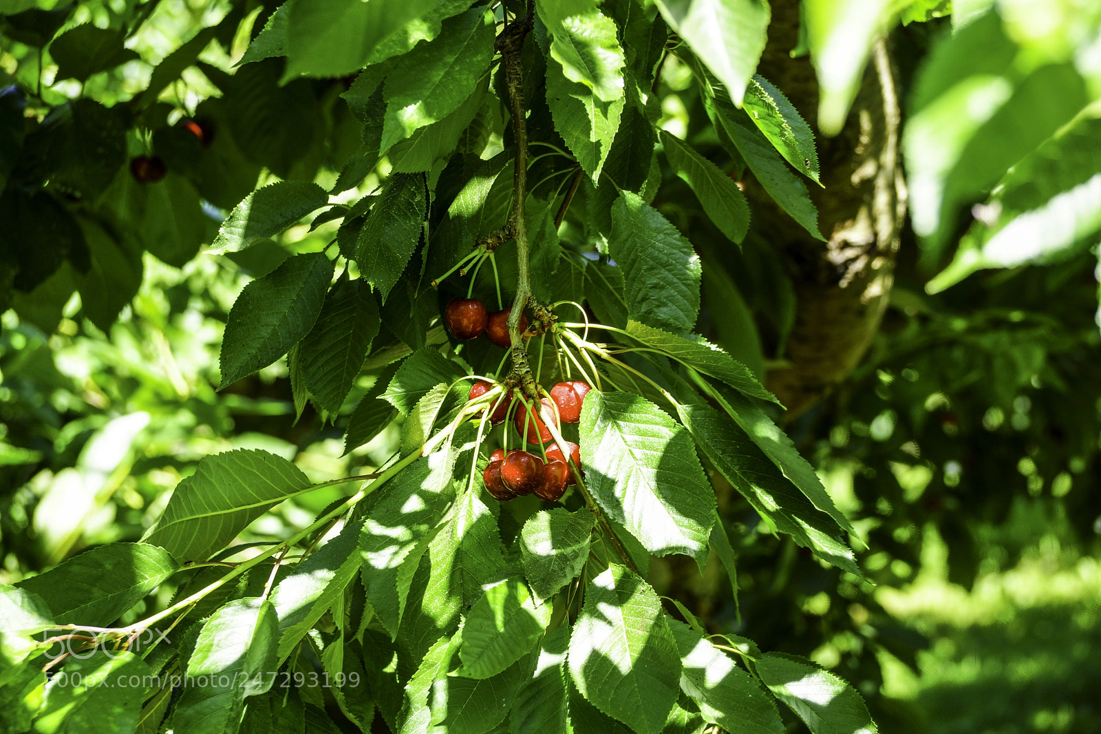 Sony SLT-A77 sample photo. Bing cherries photography