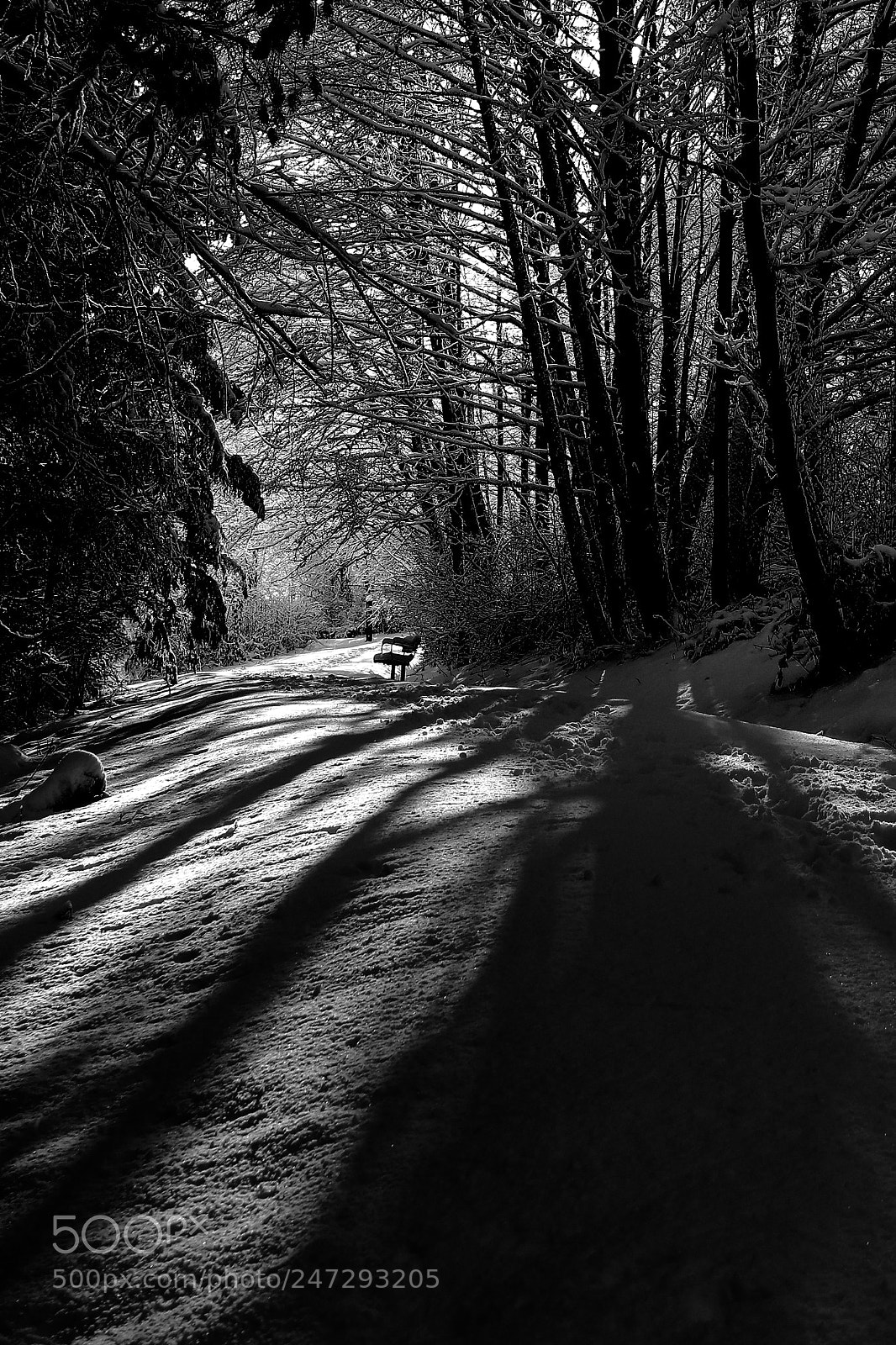 Canon EOS 5DS R sample photo. Snowy forest photography