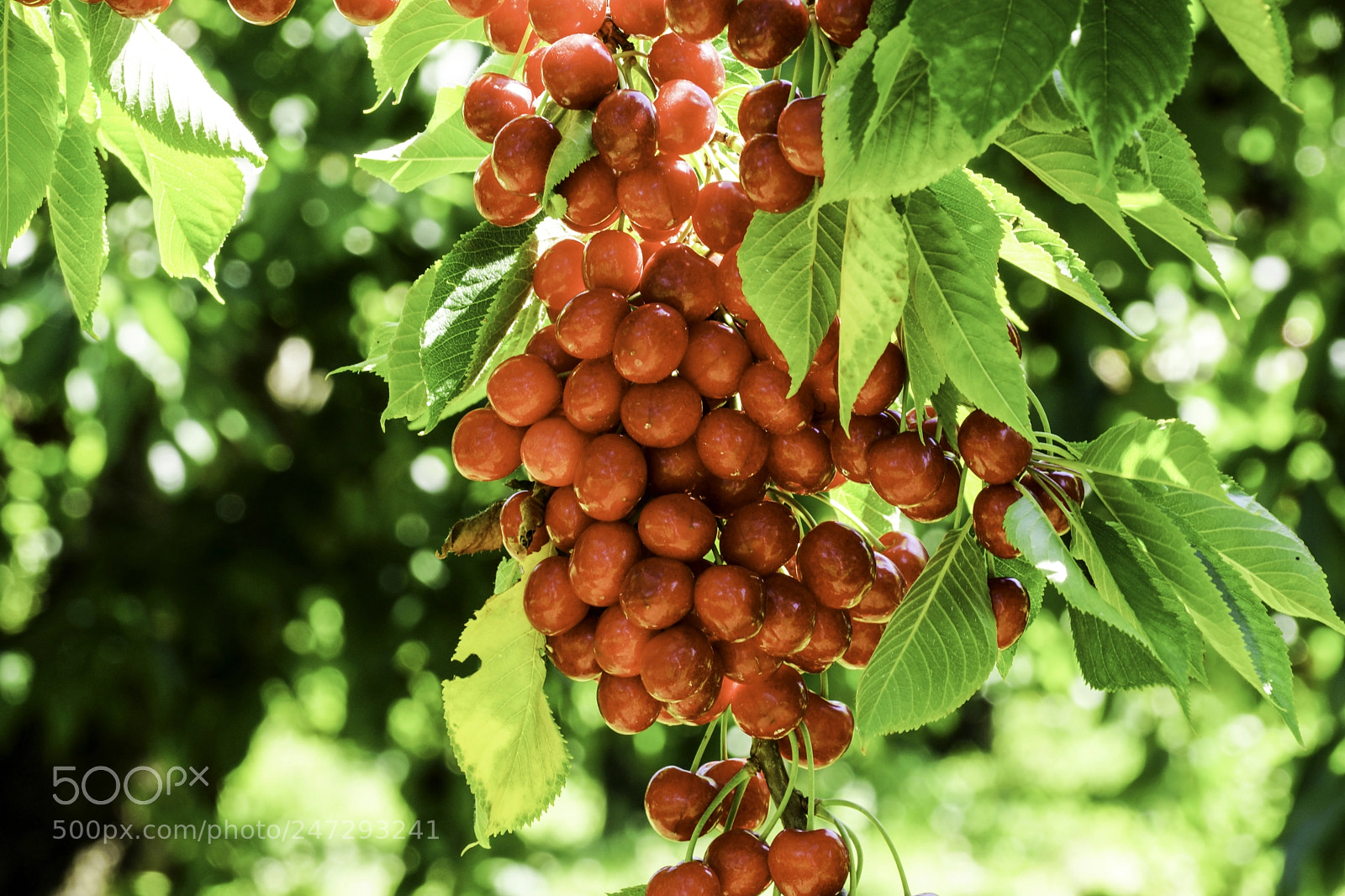 Sony SLT-A77 sample photo. Rainier cherries photography