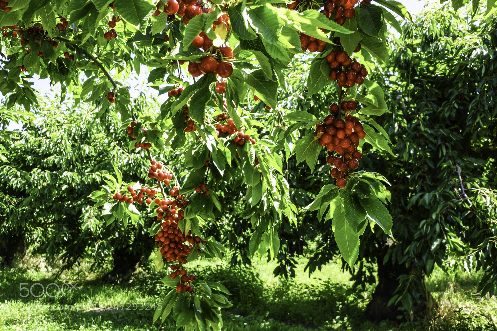 Sony SLT-A77 sample photo. Bing cherries photography