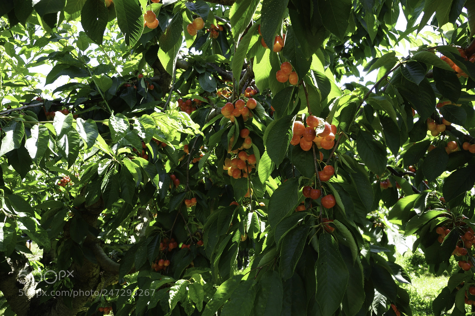 Sony SLT-A77 sample photo. Rainier cherries photography