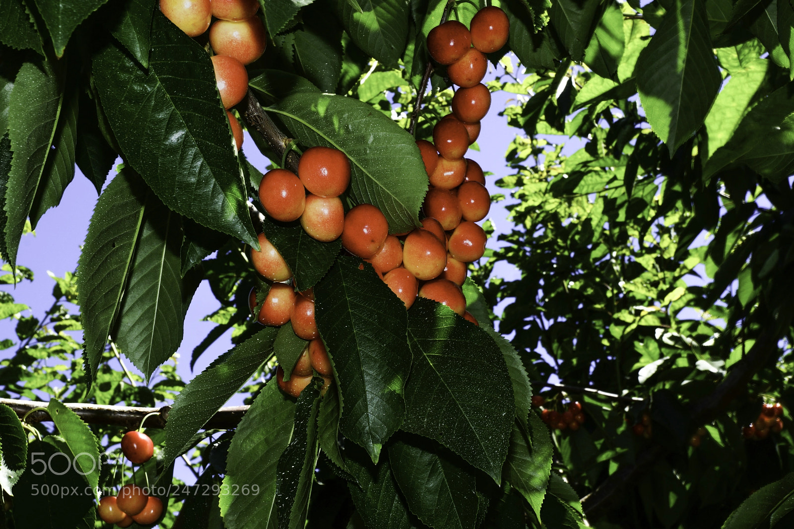 Sony SLT-A77 sample photo. Rainier cherries photography