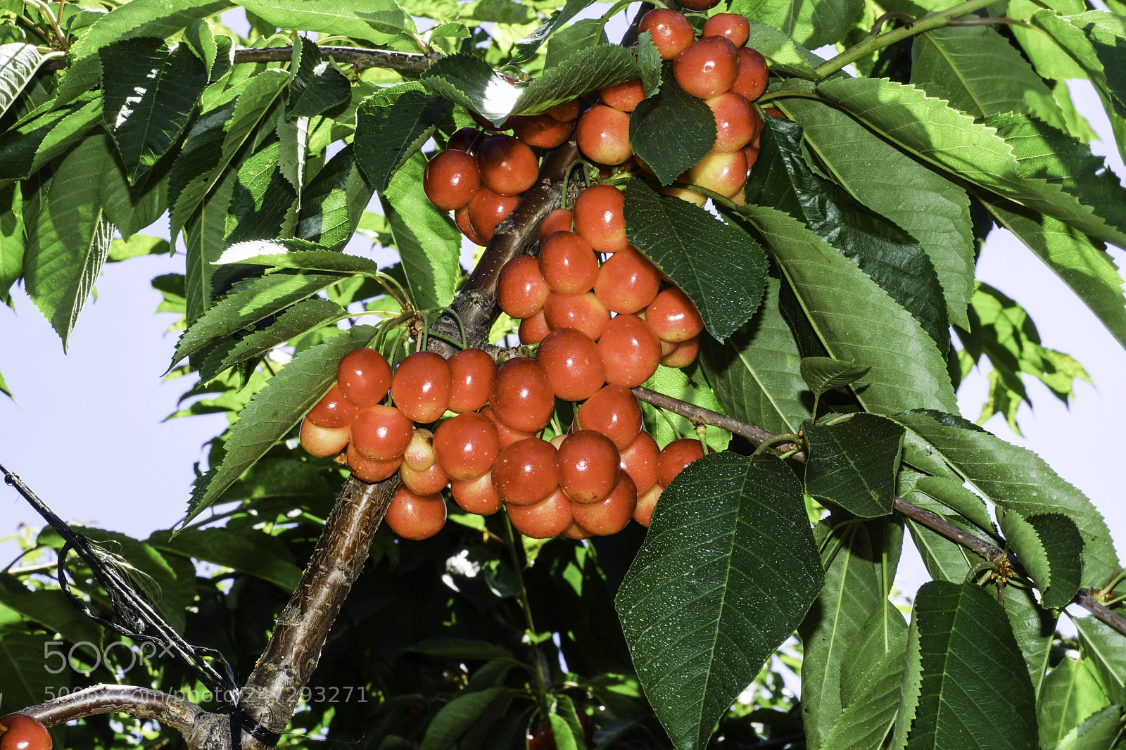 Sony SLT-A77 sample photo. Rainier cherries photography
