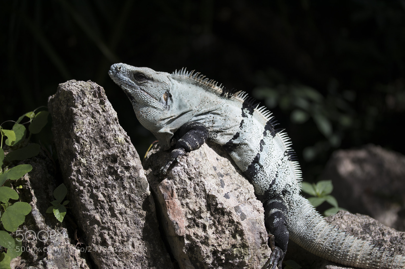 Canon EOS 80D sample photo. Iguana - unedited photography