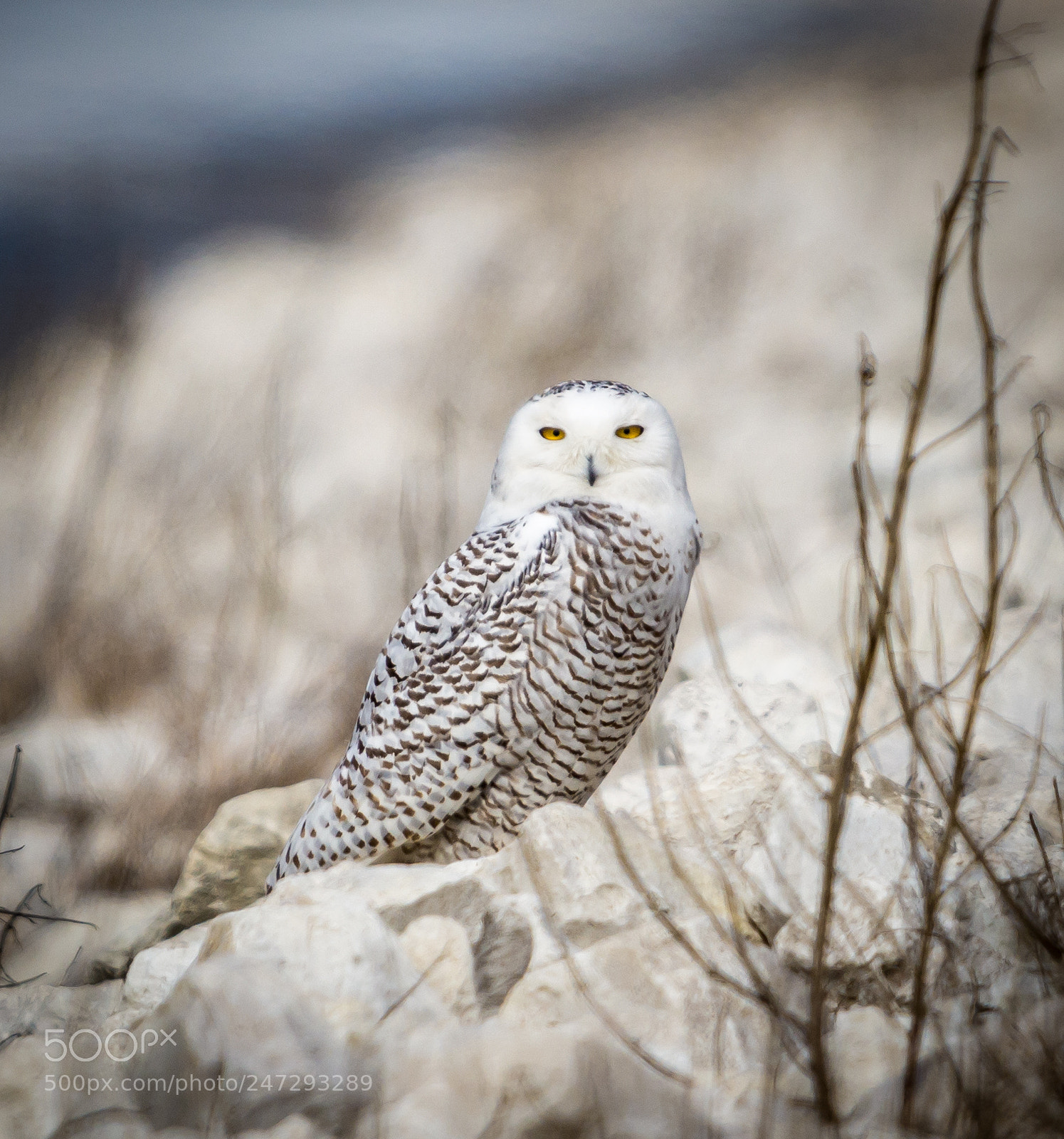 Nikon D7200 sample photo. Snowy owl photography