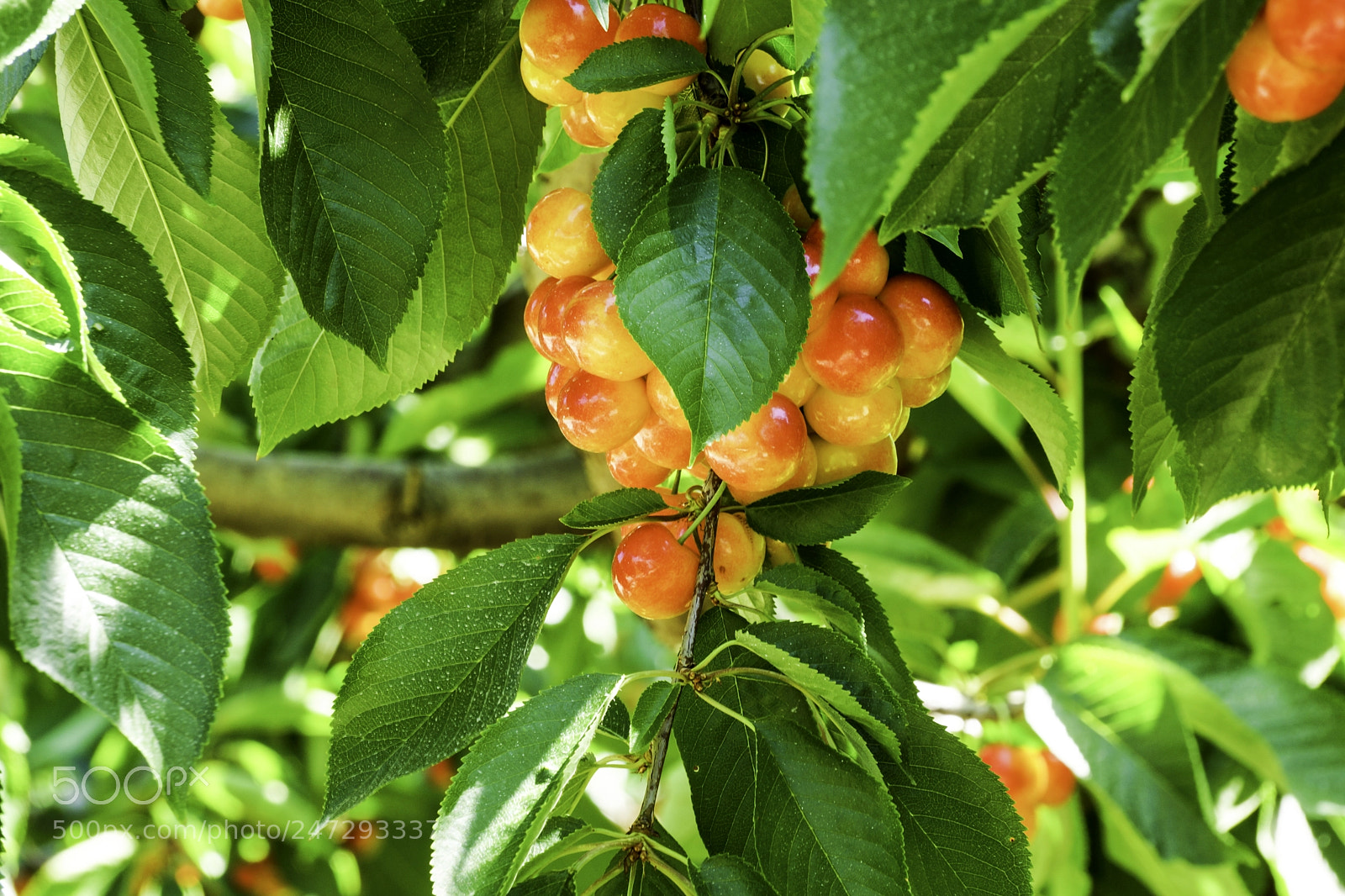 Sony SLT-A77 sample photo. Rainier cherries photography