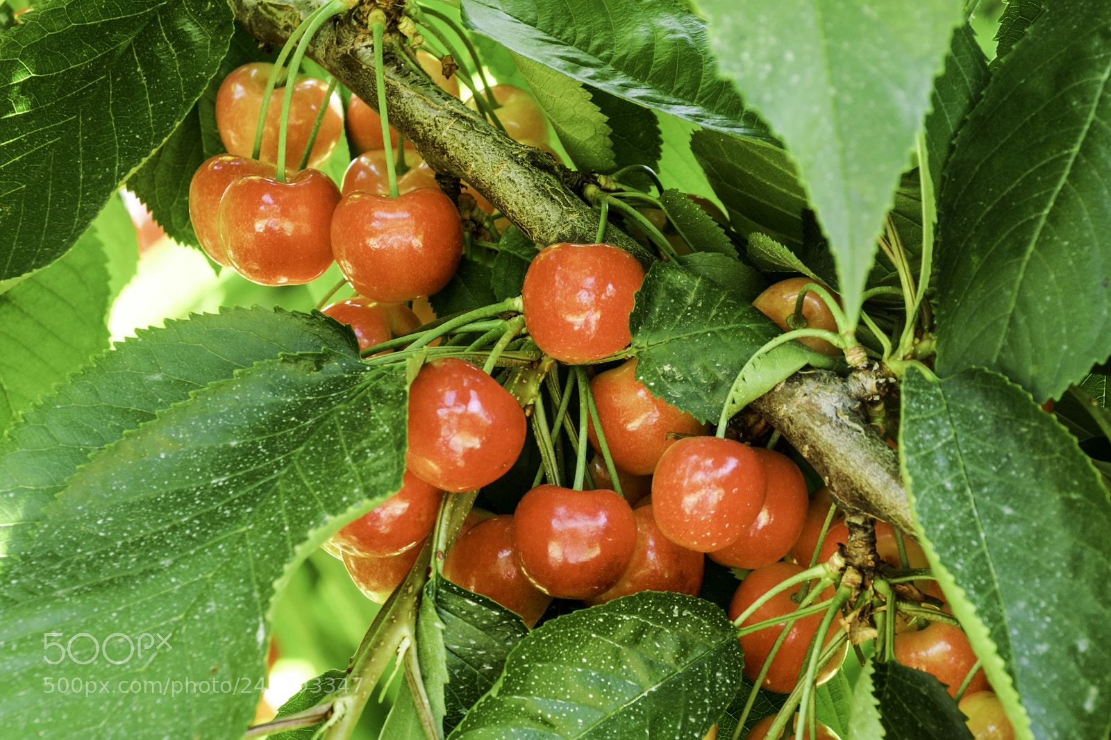 Sony SLT-A77 sample photo. Bing cherries photography
