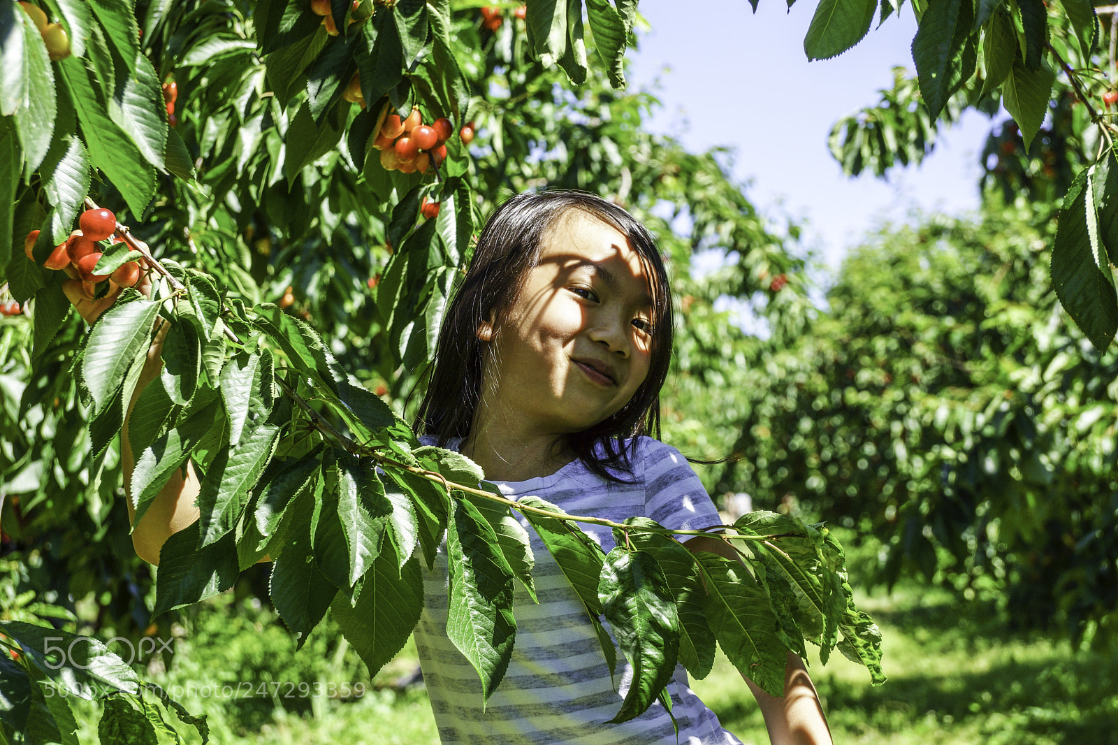 Sony SLT-A77 sample photo. Beautiful girl eating cherries photography