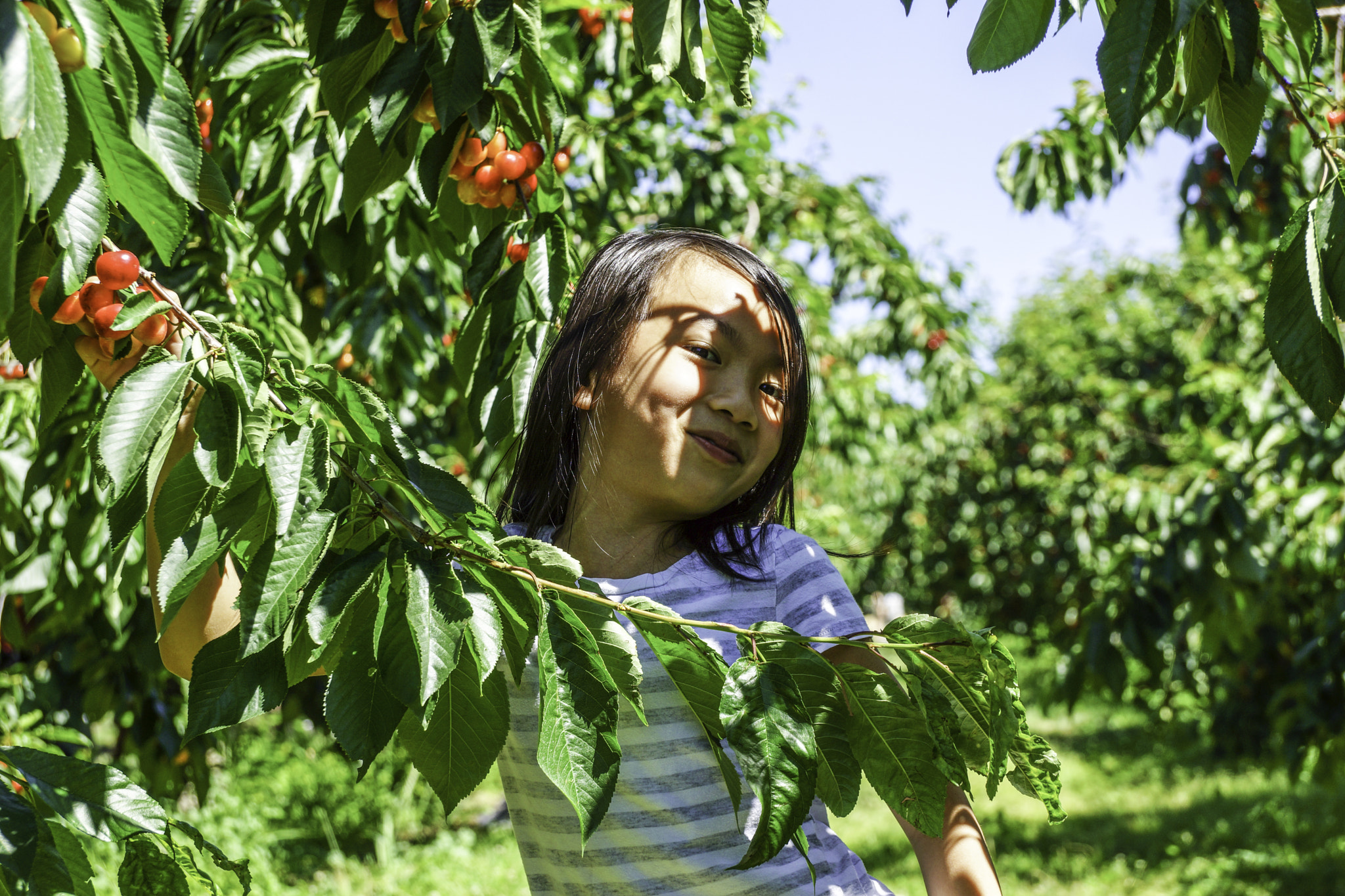 Beautiful Girl eating cherries