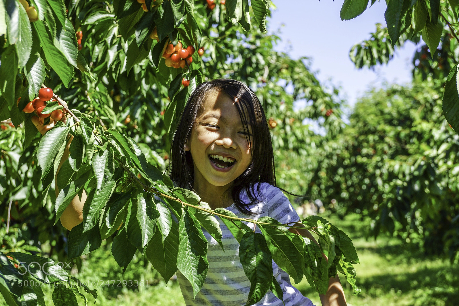 Sony SLT-A77 sample photo. Beautiful girl eating cherries photography