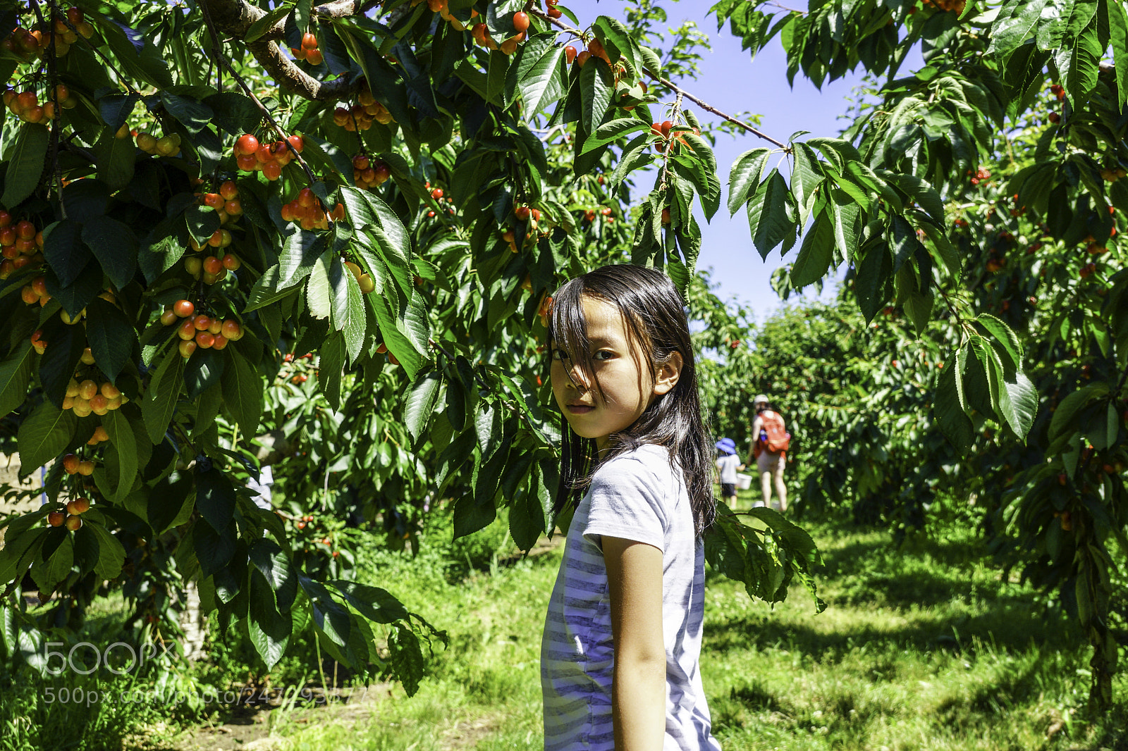 Sony SLT-A77 sample photo. Beautiful girl eating cherries photography