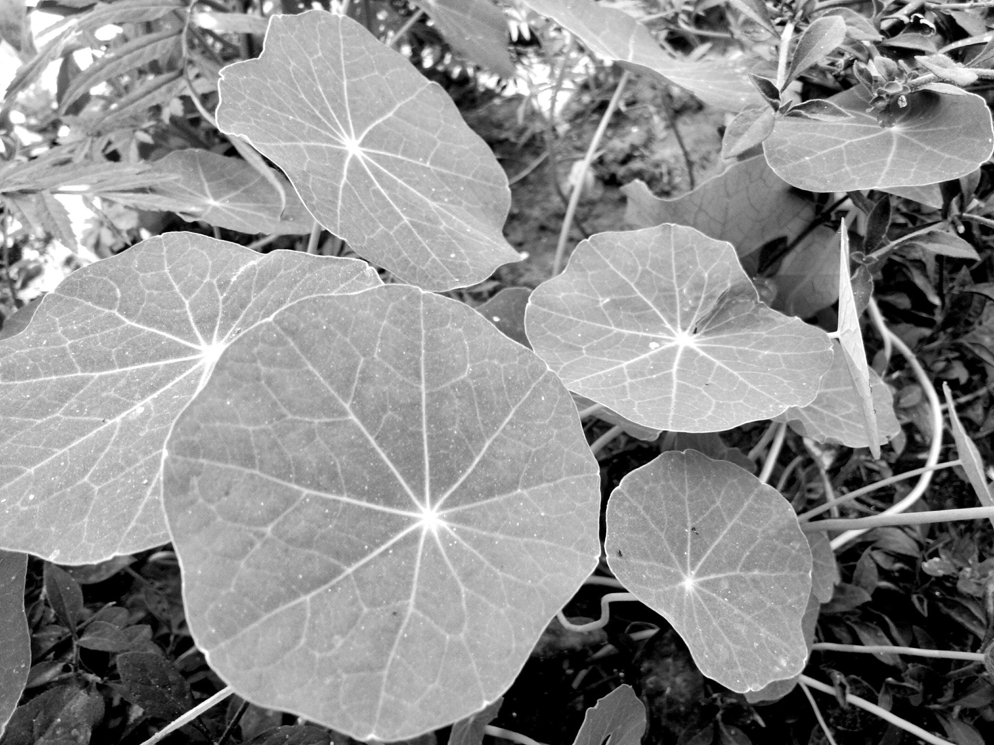 vivo Y55s sample photo. Black n white photography