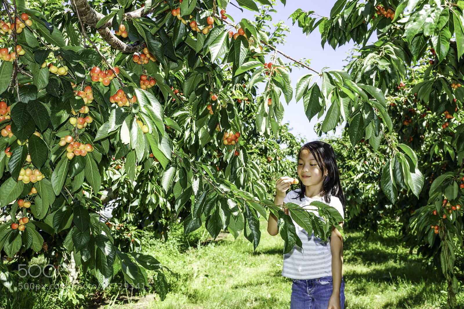 Sony SLT-A77 sample photo. Beautiful girl eating cherries photography