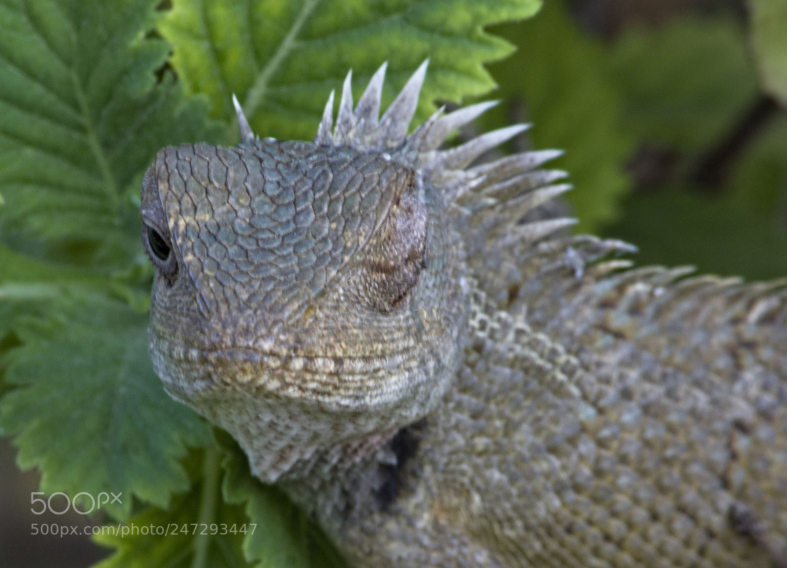 Canon EOS 1100D (EOS Rebel T3 / EOS Kiss X50) sample photo. Garden lizard hunting for photography
