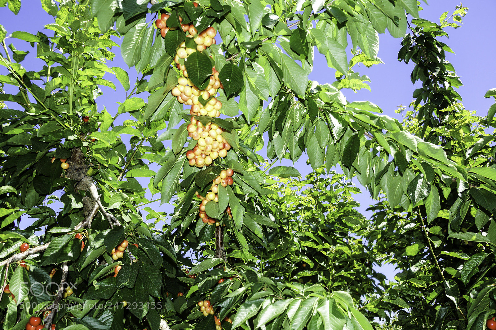 Sony SLT-A77 sample photo. Rainier cherries photography