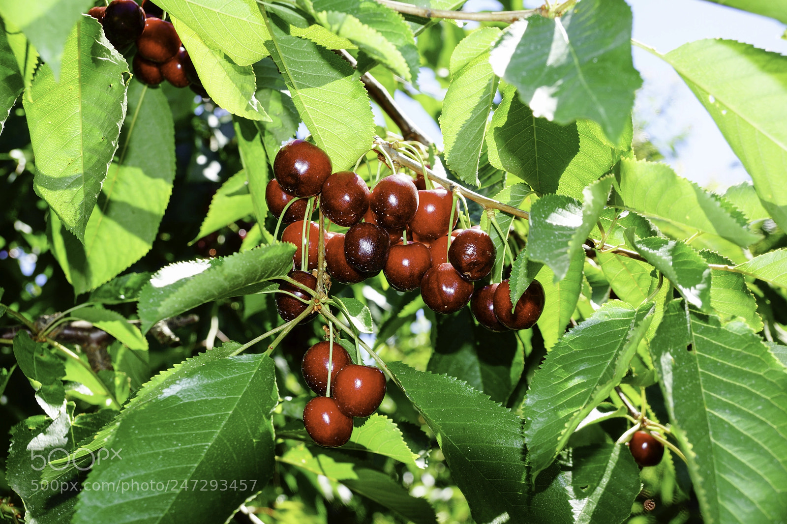 Sony SLT-A77 sample photo. Bing cherries photography