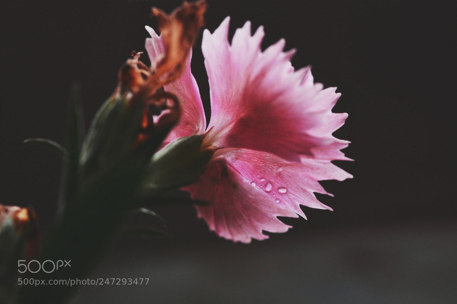 Nikon D7100 sample photo. Untitled photography