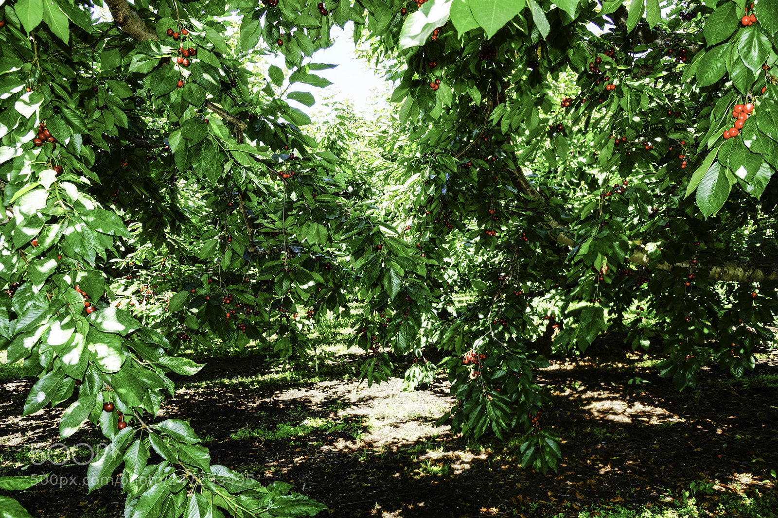 Sony SLT-A77 sample photo. Rainier cherries photography
