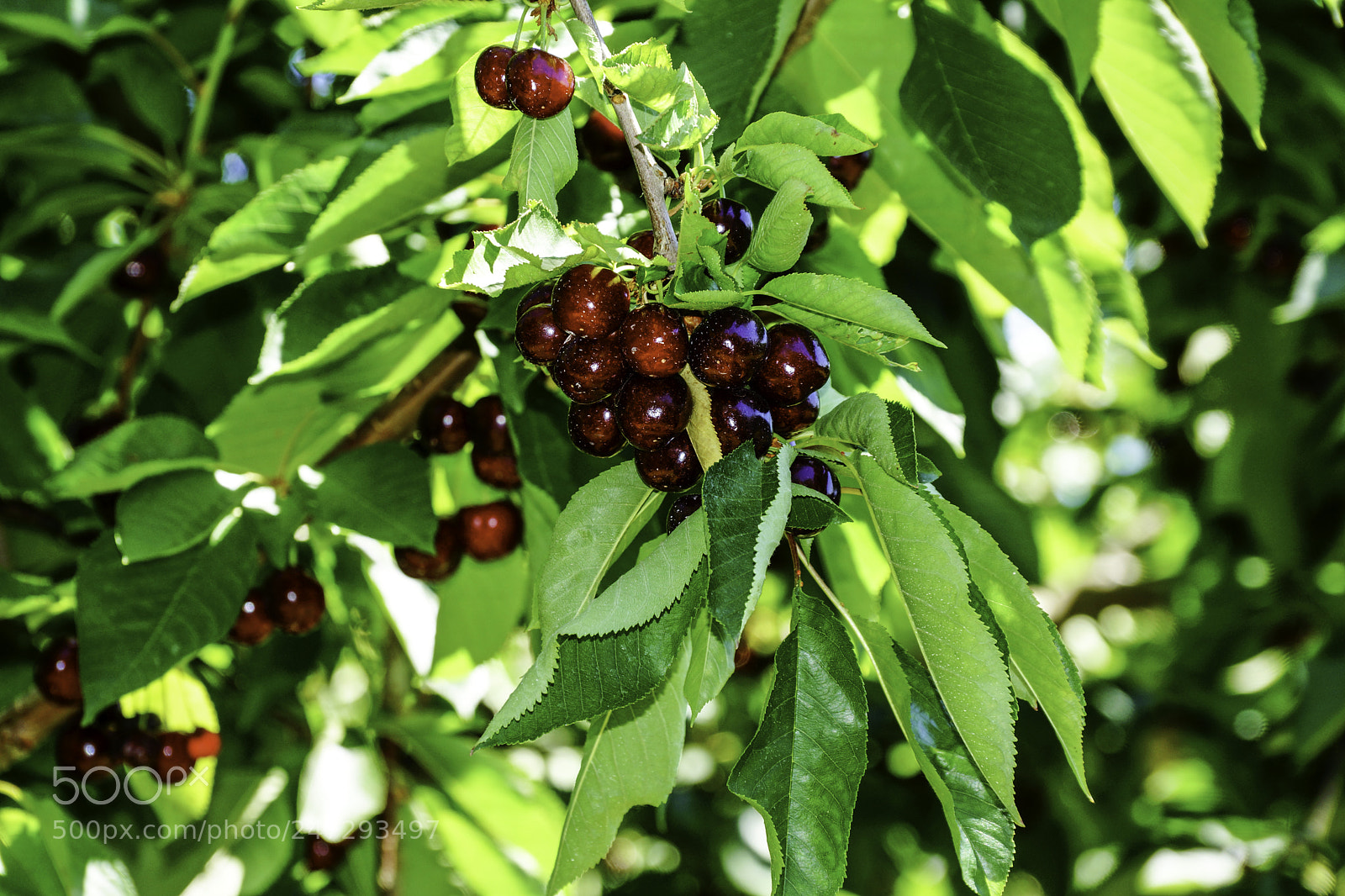 Sony SLT-A77 sample photo. Bing cherries photography