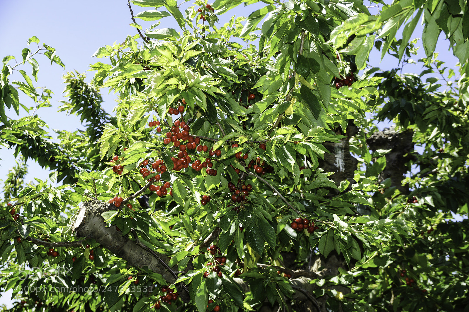 Sony SLT-A77 sample photo. Bing cherries photography