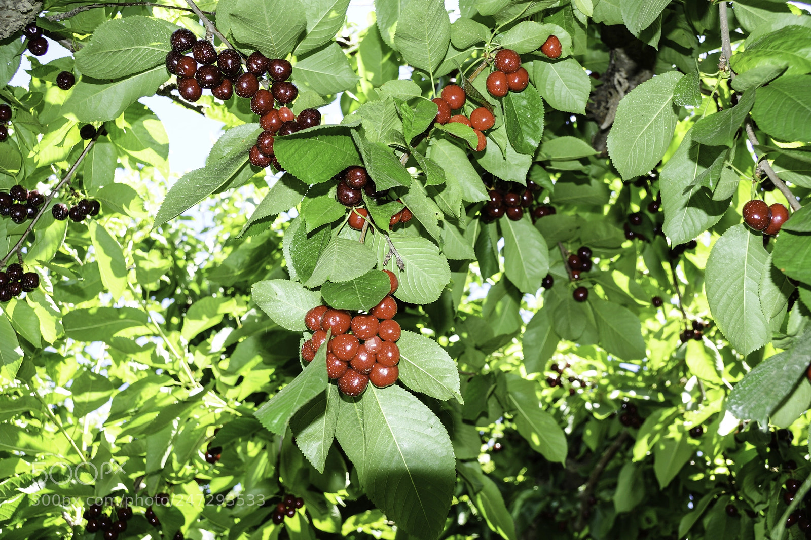 Sony SLT-A77 sample photo. Bing cherries photography