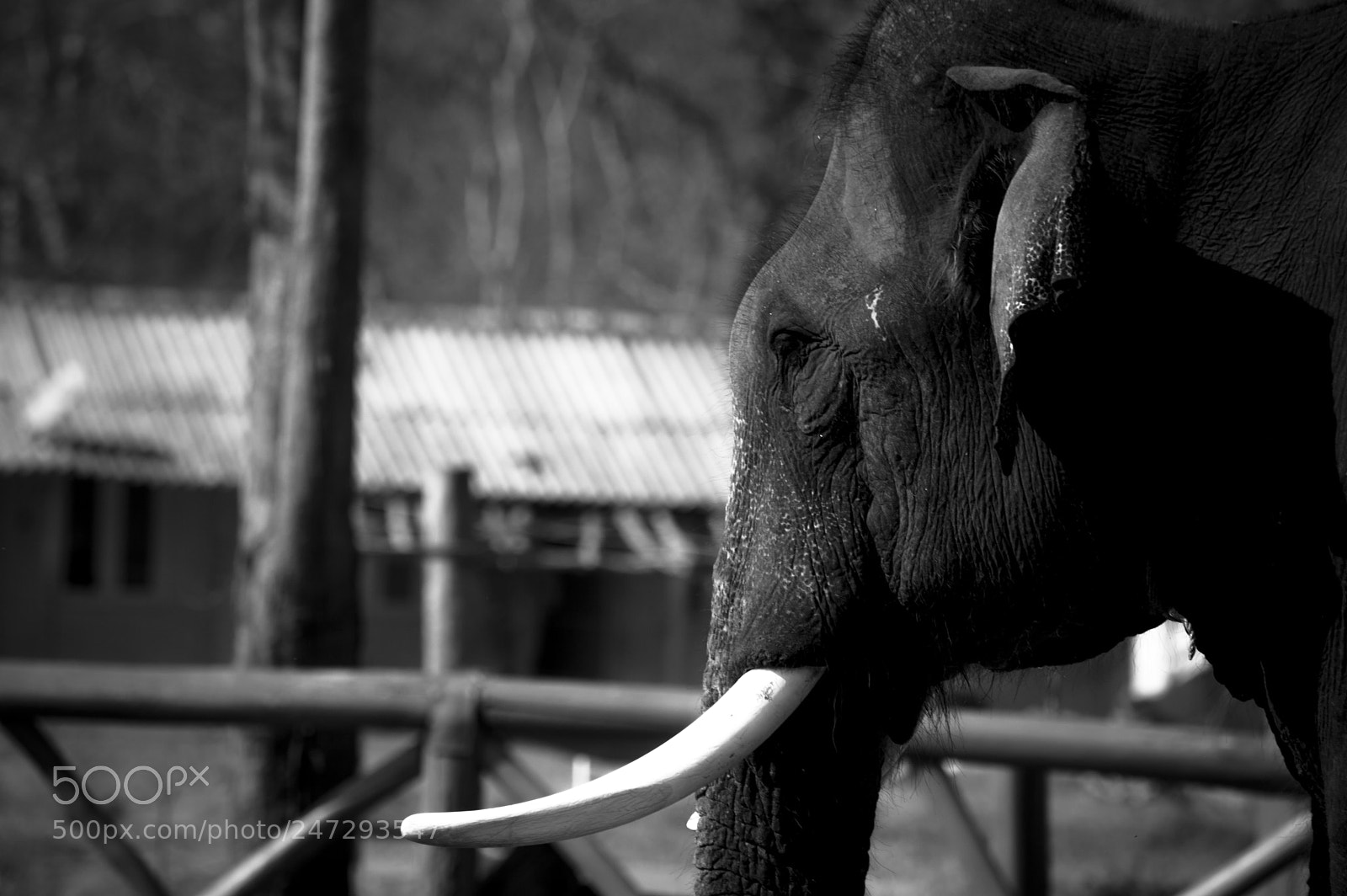 Nikon D3200 sample photo. Elephant photography