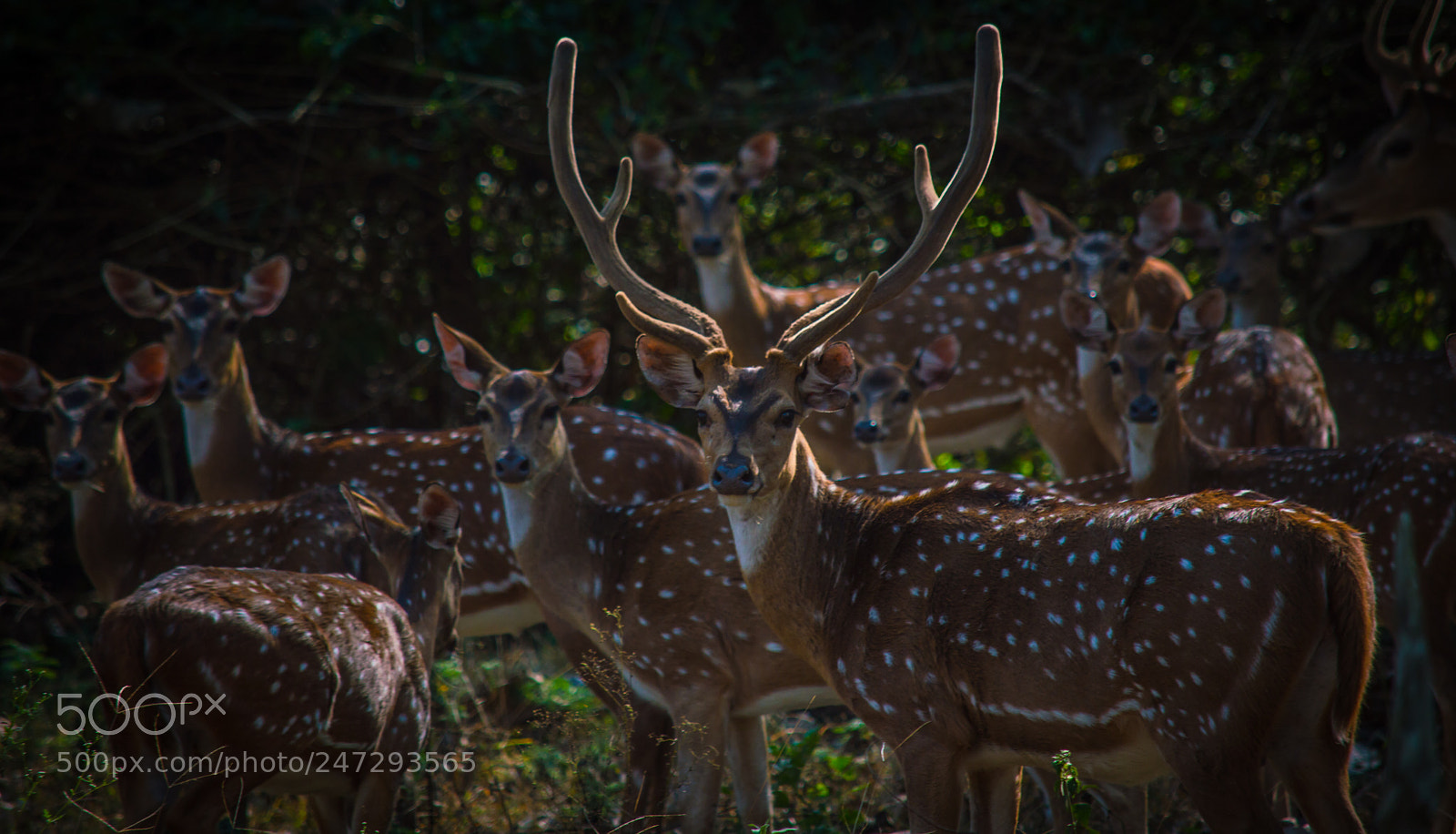 Nikon D3200 sample photo. Deer photography